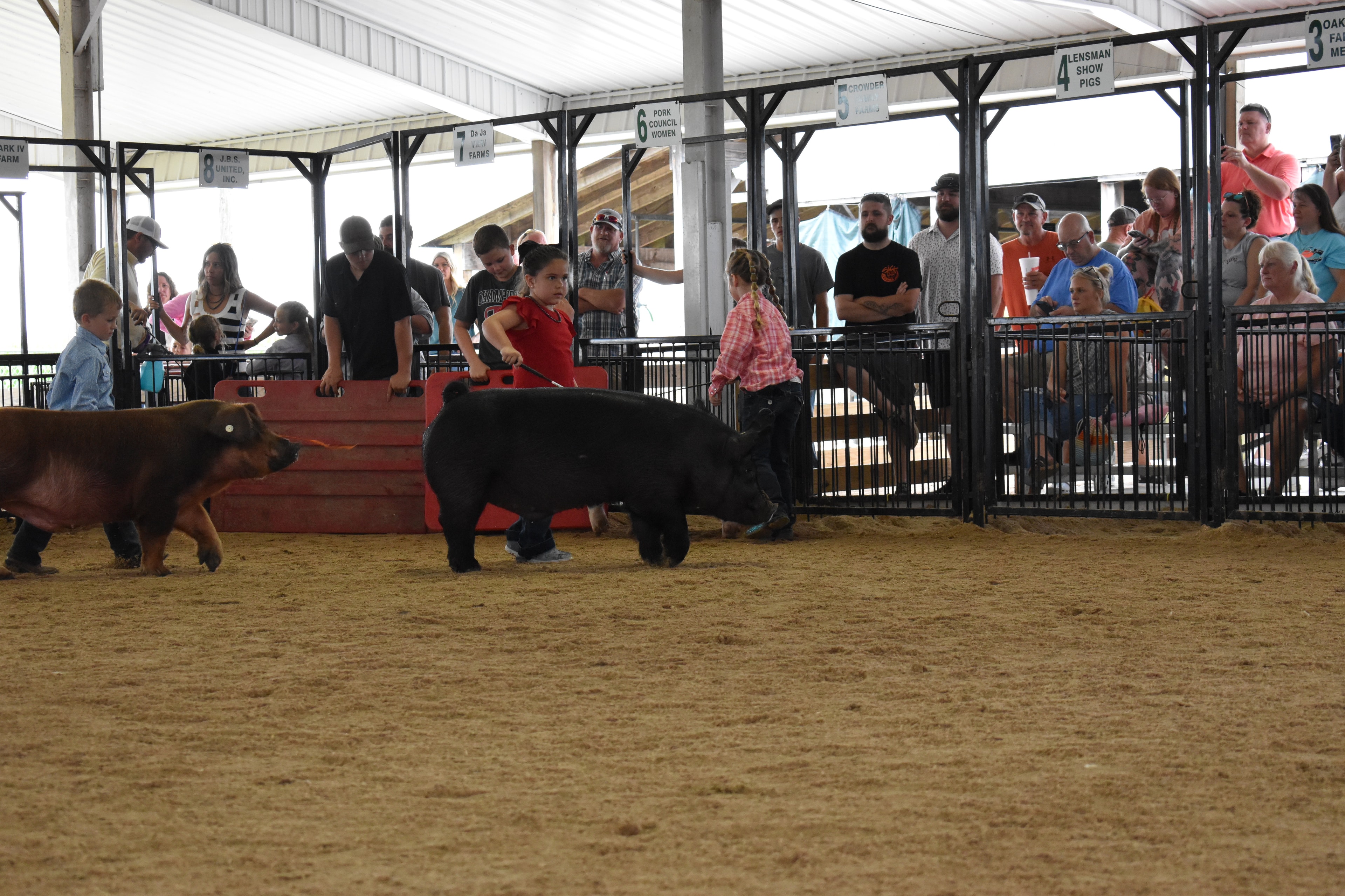 Small boy in pink button-up shirt and jeans steering large black-and-white Hampshire cross pig with wide pink belly band and yellow ear tag from behind while Champaign County Pork sign and past champions boards and Yoder Farms pen 13 and Bob White pen 12 and Ranae Donohoe pen 11 visible behind at Champaign County Fair