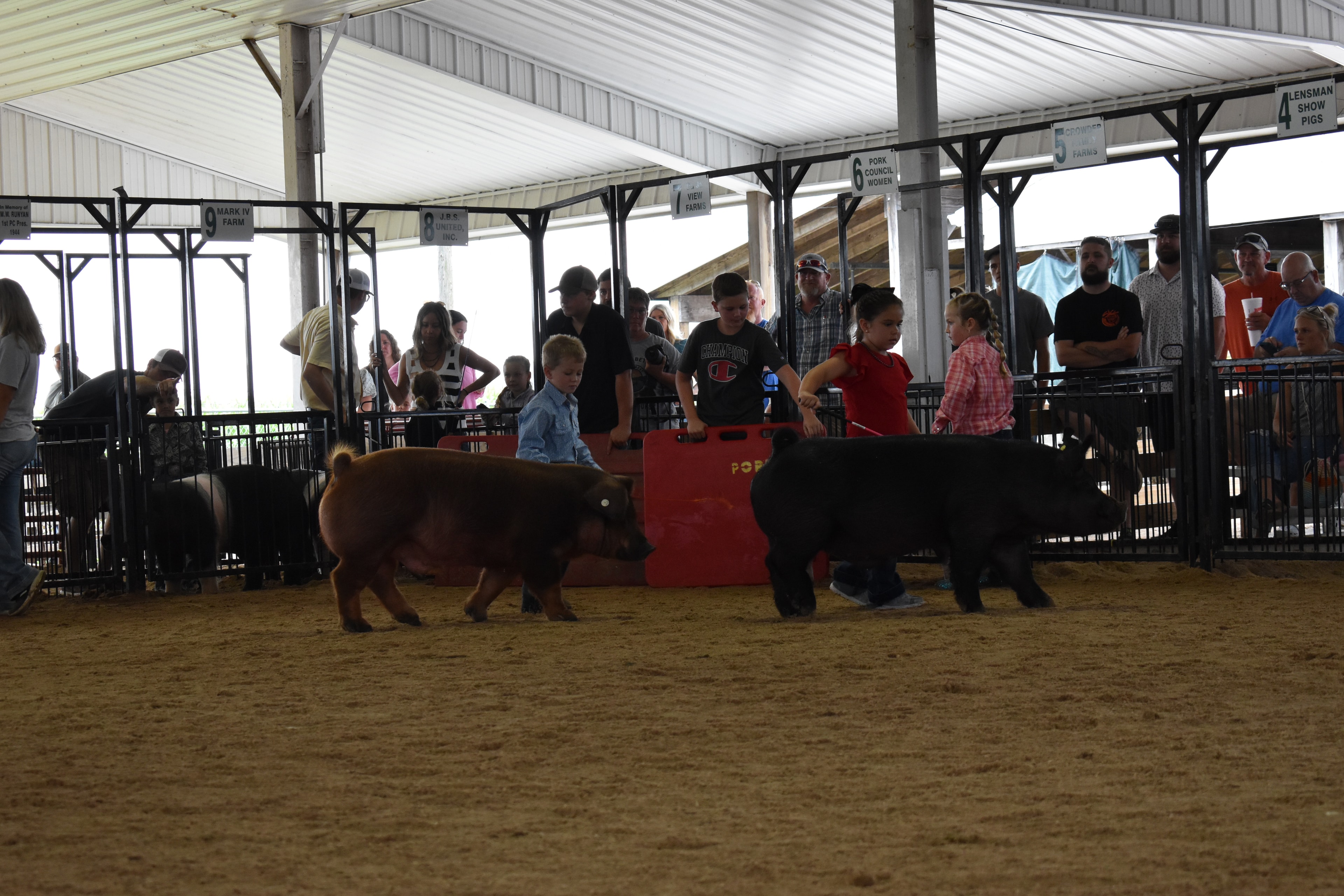 Boy in blue-orange-red plaid shirt steering massive black-and-white Hampshire cross pig from behind with blue show stick while Champaign County Pork sign visible and multiple exhibitors including boy in pink shirt and girl in black top behind and past champions boards above at Champaign County Fair
