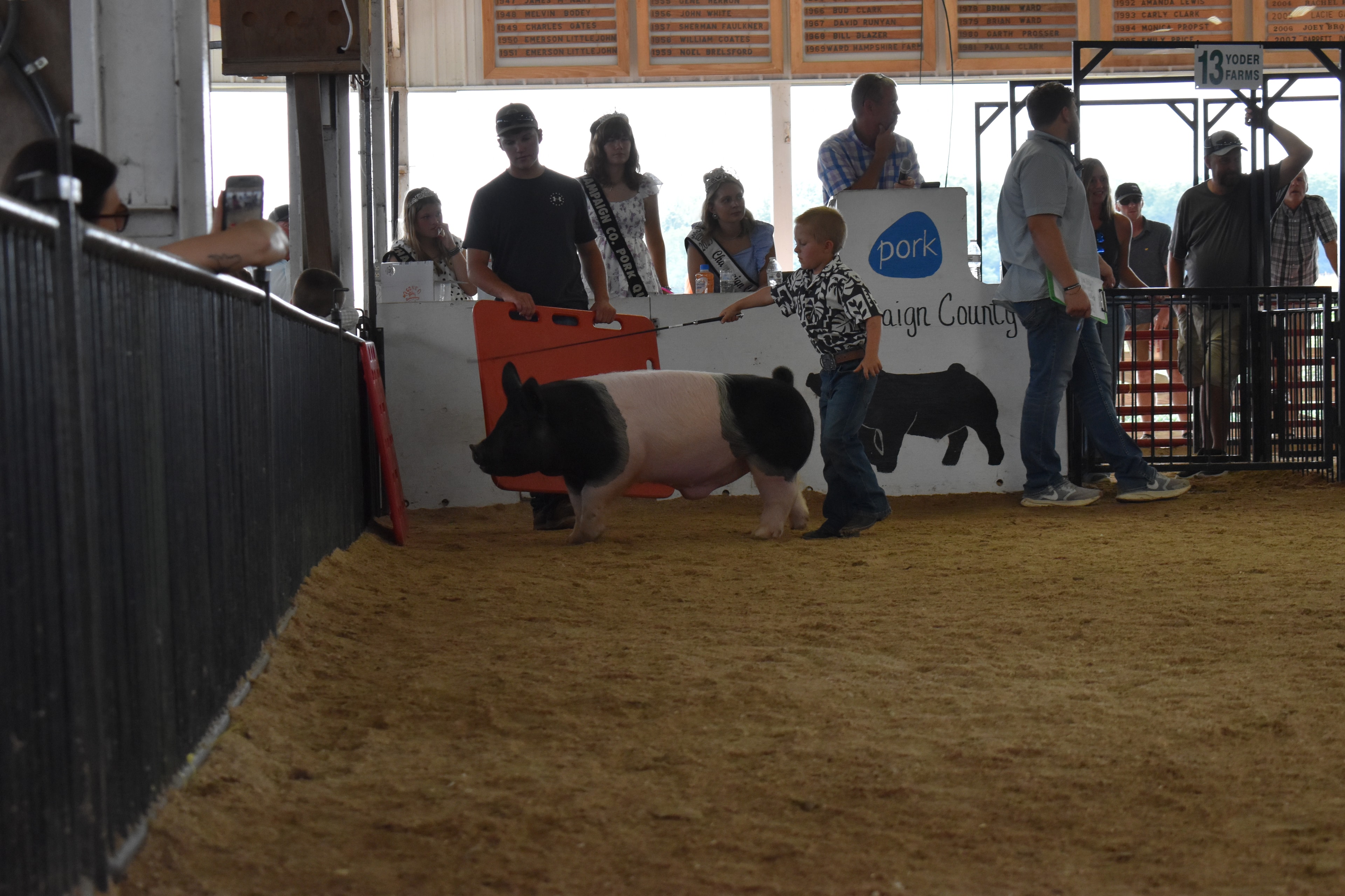 Girl in gray-black paisley western shirt with pink hair bow and fringe-hem jeans steering large black Hampshire cross pig with white belly stripe from front while boy in blue chambray shirt steers Duroc reddish-brown pig at left and Lensman Show Pigs pen 4 and Oakveiw Farms Meats pen 3 and Blazer Farms pen 2 behind with packed bleachers at Champaign County Fair