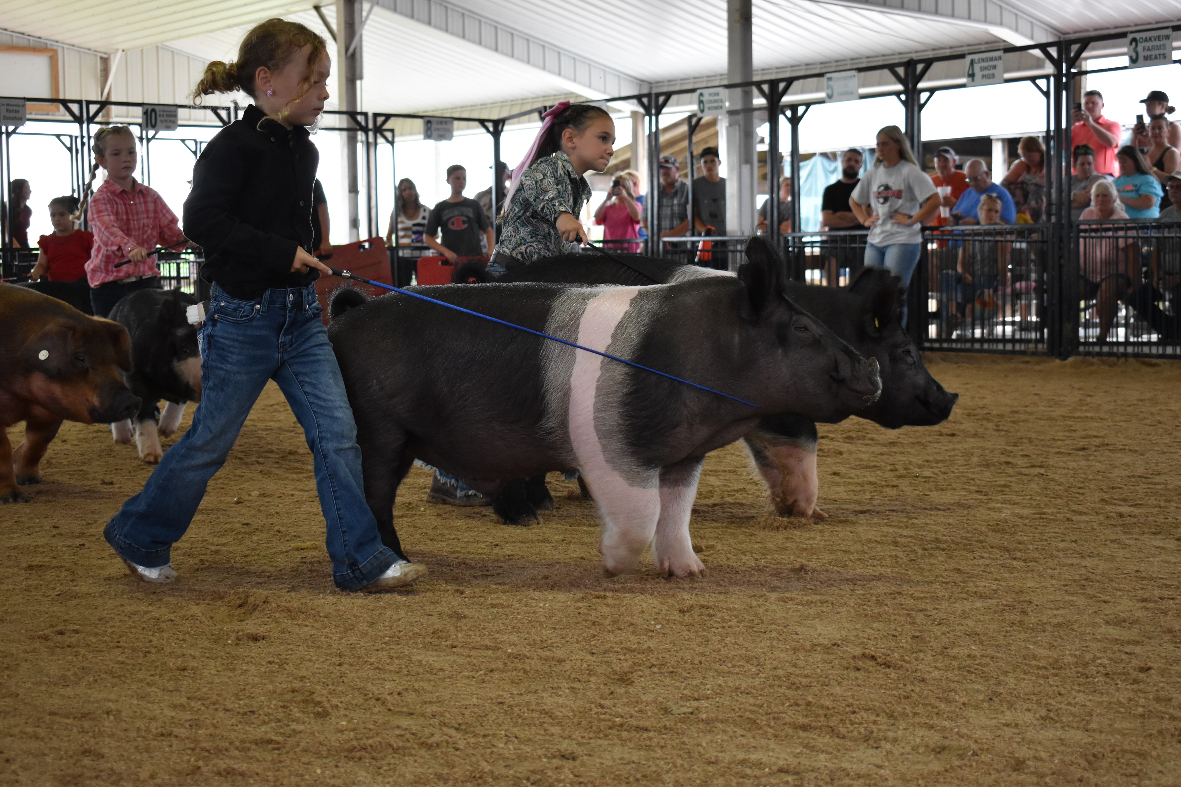 Wide arena shot with girl in pink plaid shirt and boy in blue chambray shirt steering Duroc reddish-brown pig and black Hampshire cross pig from behind while woman in white Falcons t-shirt assists and Lensman Show Pigs pen 4 and Oakveiw Farms Meats pen 3 and Mark Sommers pen 1 behind with packed bleachers at Champaign County Fair