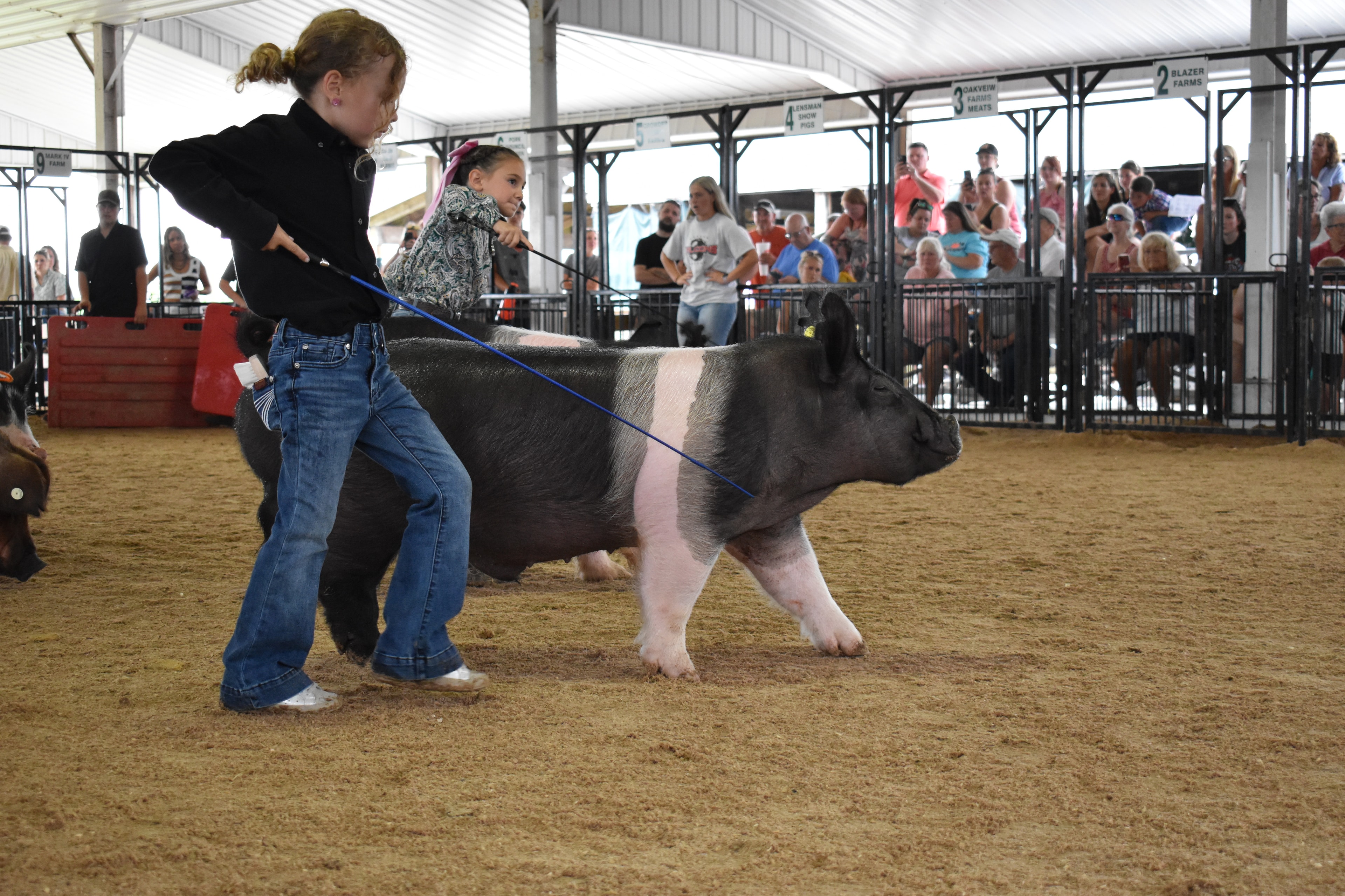 Girl in pink plaid shirt and boy in blue chambray shirt both working Duroc reddish-brown pig together from behind while woman in white Falcons t-shirt assists and Oakveiw Farms Meats pen 3 and Mark Sommers pen 1 behind with packed bleachers at Champaign County Fair
