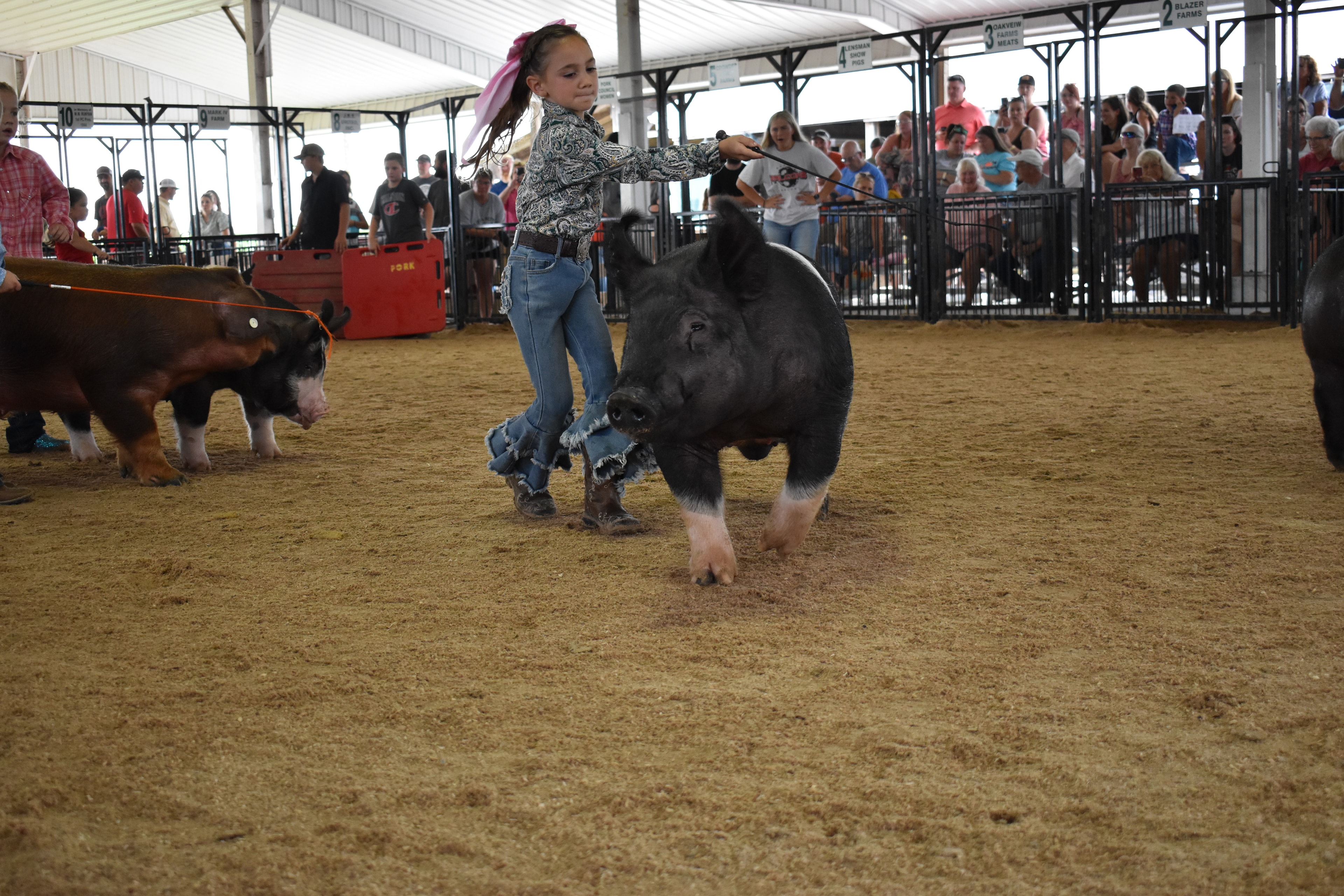 Girl in pink plaid shirt and boy in blue chambray shirt both steering Duroc reddish-brown pig from behind while woman in white Falcons t-shirt assists and Oakveiw Farms Meats pen 3 and Mark Sommers pen 1 behind with packed bleachers at Champaign County Fair