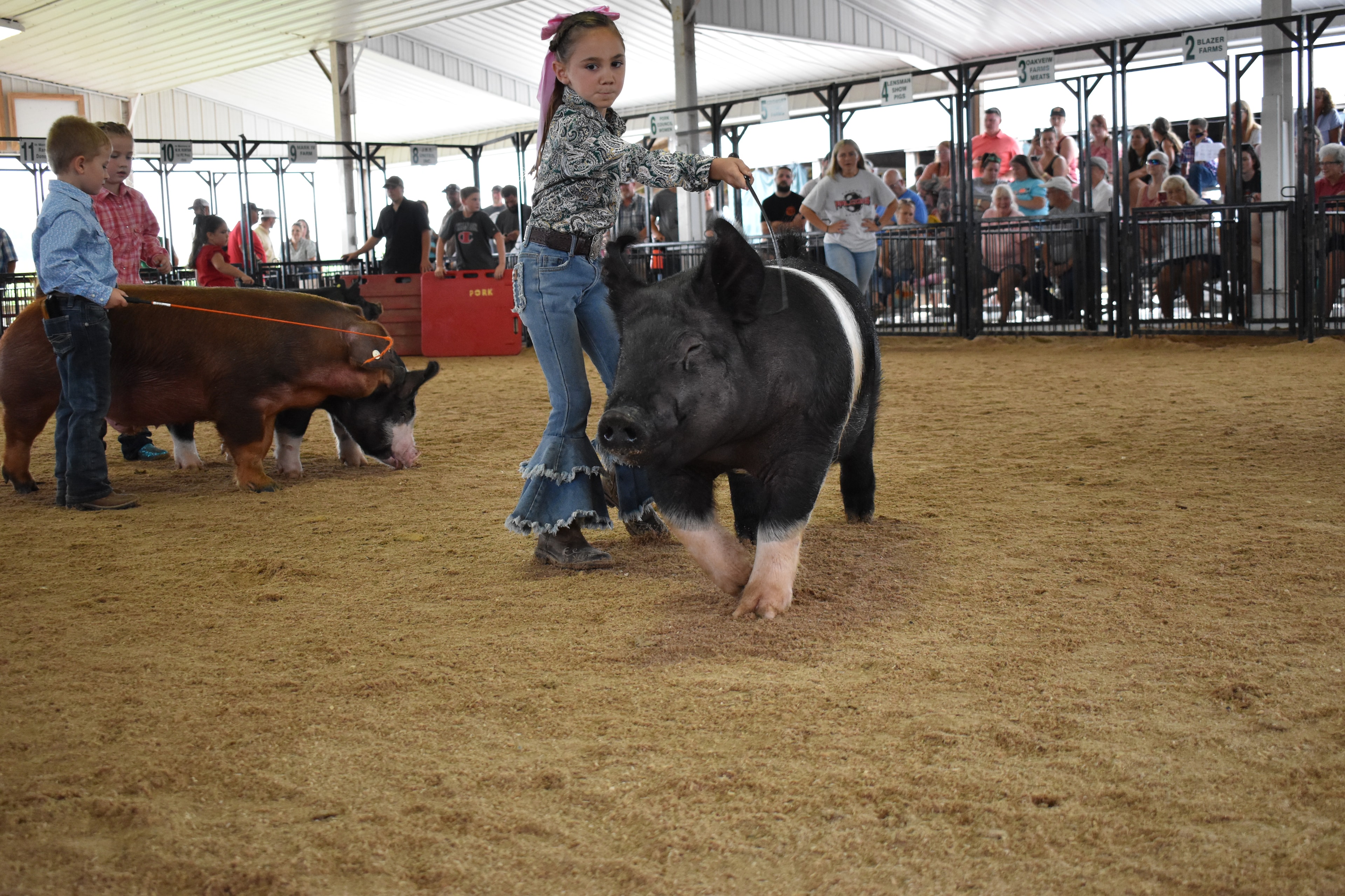 Tiny boy in black-and-white Hawaiian floral print shirt steering large black-and-white Hampshire cross pig near Champaign County Pork sign while Pork Queen with sash watches and Yoder Farms pen 13 and past champions boards visible behind at Champaign County Fair
