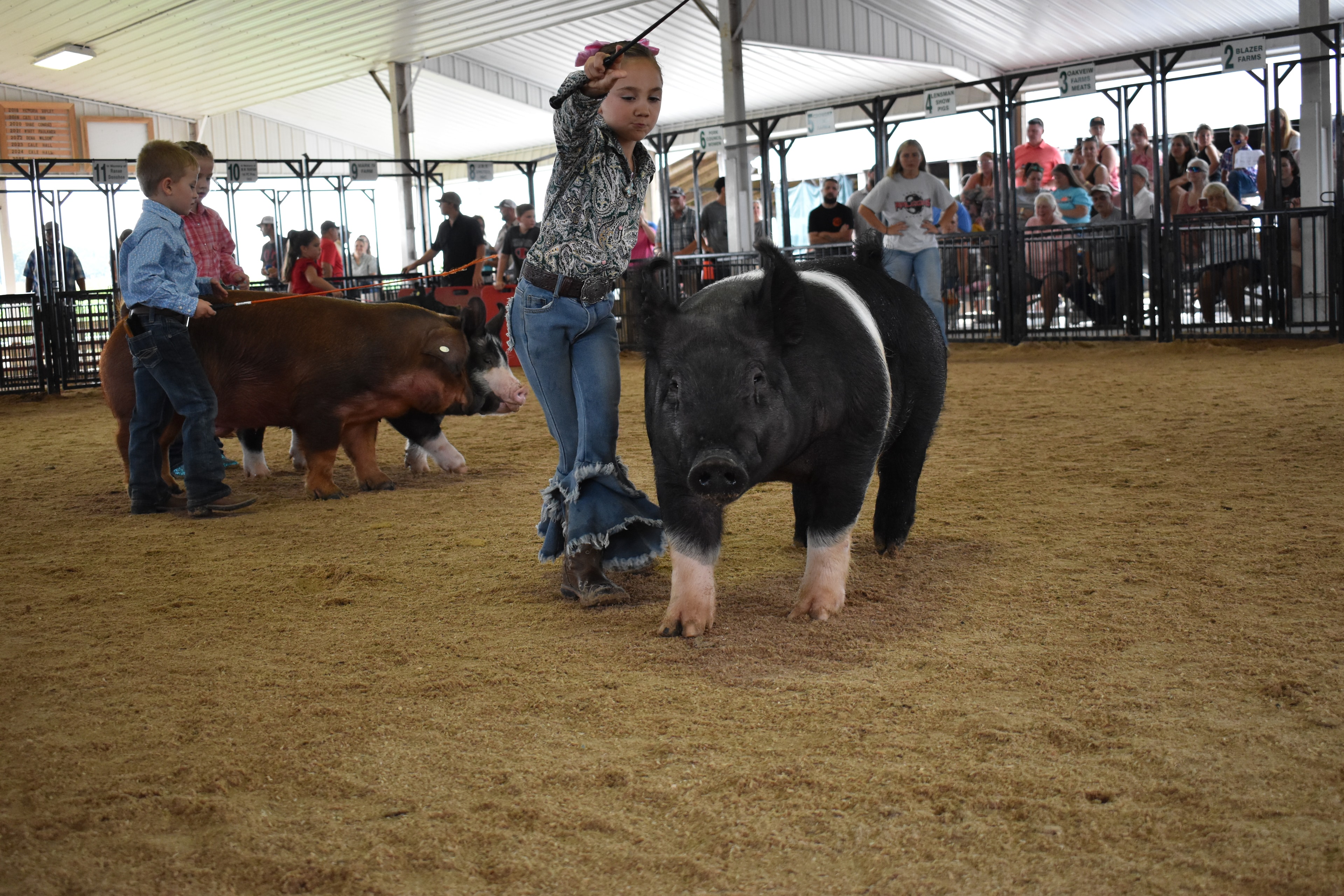 Girl in black Champion hoodie with red ponytail steering massive black-and-white Hampshire cross pig with wide pink belly band and blue show lead from side while girl in gray paisley shirt with pink bow visible behind and Lensman Show Pigs pen 4 and Oakveiw Farms Meats pen 3 and Blazer Farms pen 2 behind with packed bleachers at Champaign County Fair