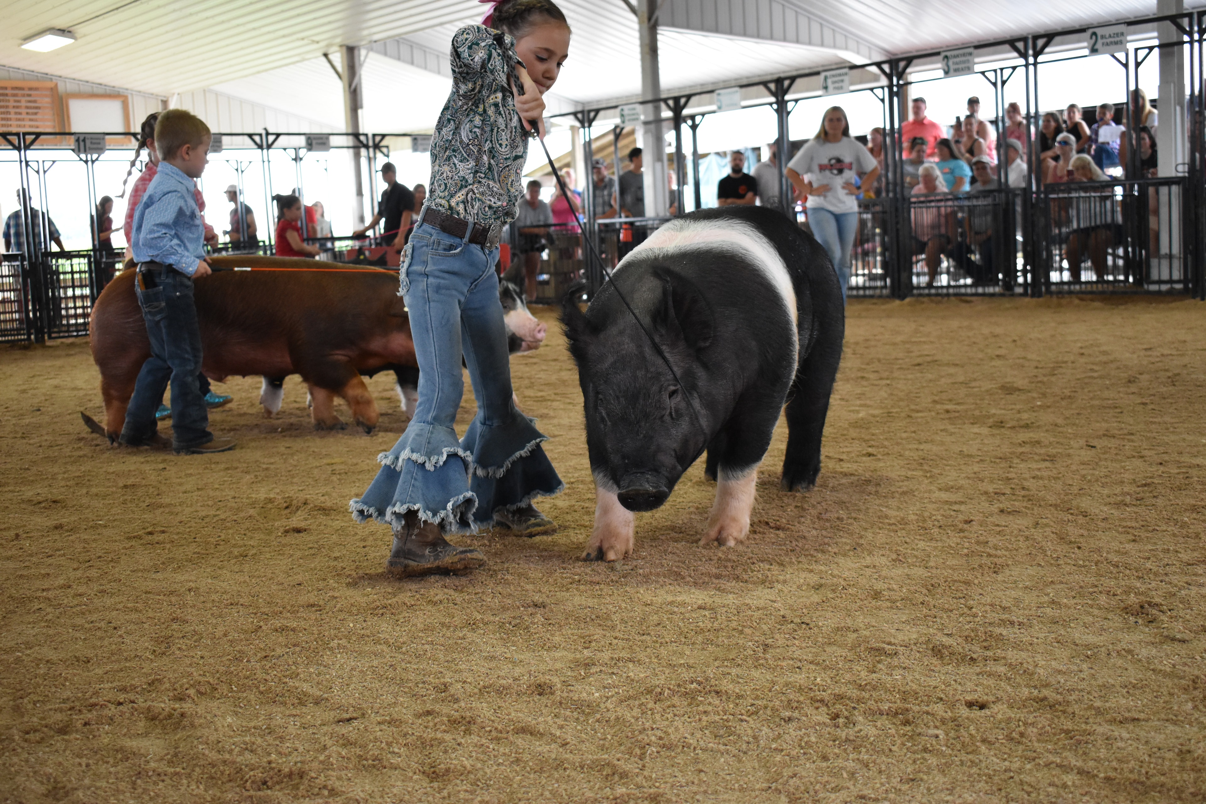 Girl in black Champion hoodie with red ponytail steering massive black-and-white Hampshire cross pig with wide pink belly band and blue show lead from side while girl in gray paisley shirt with pink bow visible behind and Lensman Show Pigs pen 4 and Oakveiw Farms Meats pen 3 and Blazer Farms pen 2 behind with packed bleachers at Champaign County Fair