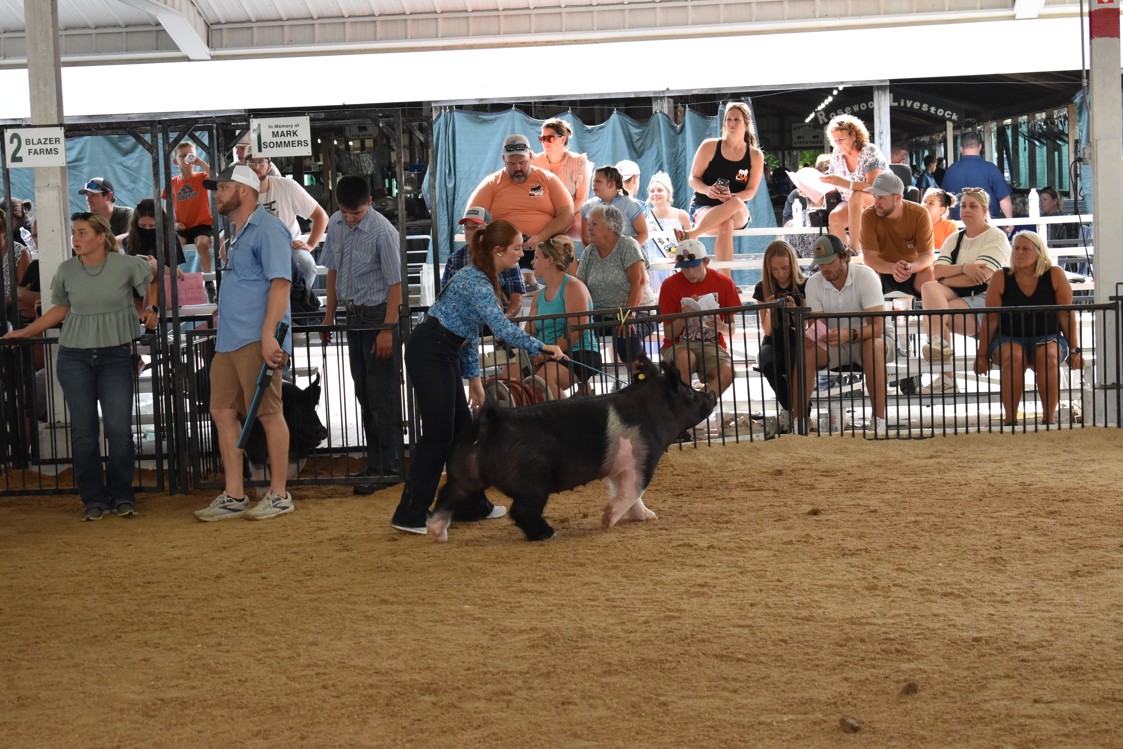 Exhibitors steering pigs in the show ring at Champaign County Fair