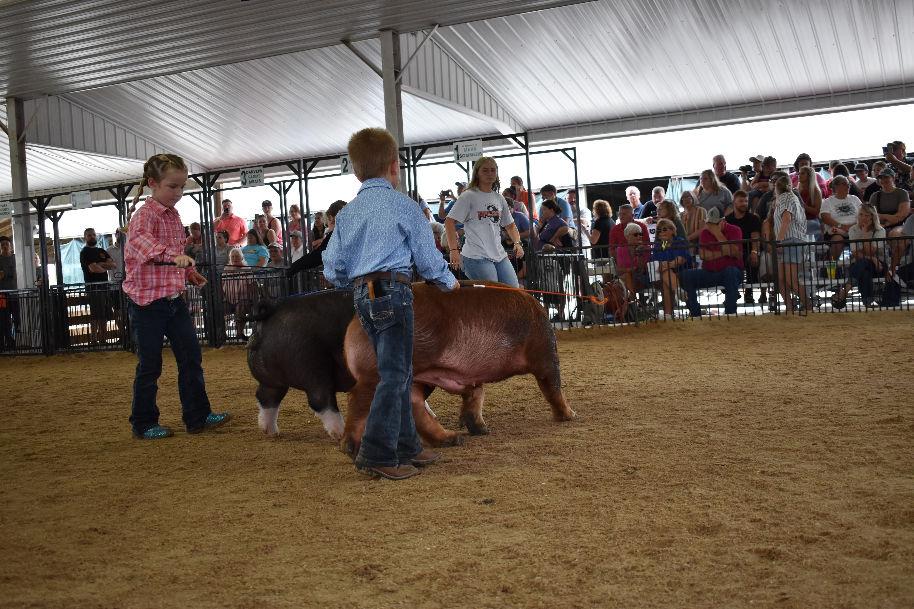 Girl in black Champion hoodie with red ponytail leaning into massive black-and-white Hampshire cross pig with wide pink belly band and blue show lead from behind while girl in gray paisley shirt with pink bow visible behind and Mark IV Farms pen 4 and Lensman Show Pigs pen 4 and Oakveiw Farms Meats pen 3 and Blazer Farms pen 2 behind at Champaign County Fair