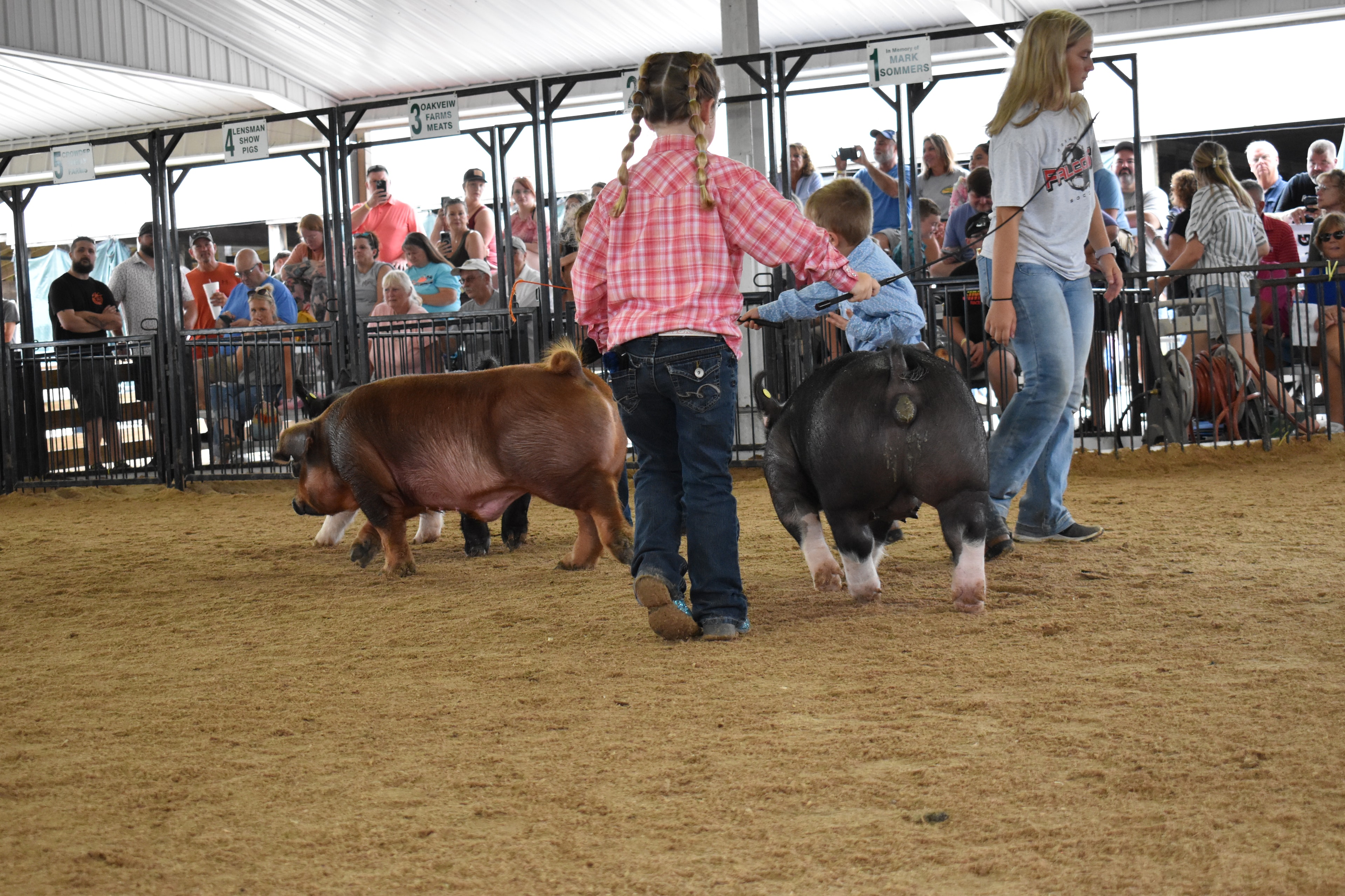 Wide arena shot with girl in pink plaid shirt and boy in blue chambray shirt steering Duroc reddish-brown pig and black Hampshire cross pig from behind while woman in white Falcons t-shirt assists and Lensman Show Pigs pen 4 and Oakveiw Farms Meats pen 3 and Mark Sommers pen 1 behind with packed bleachers at Champaign County Fair
