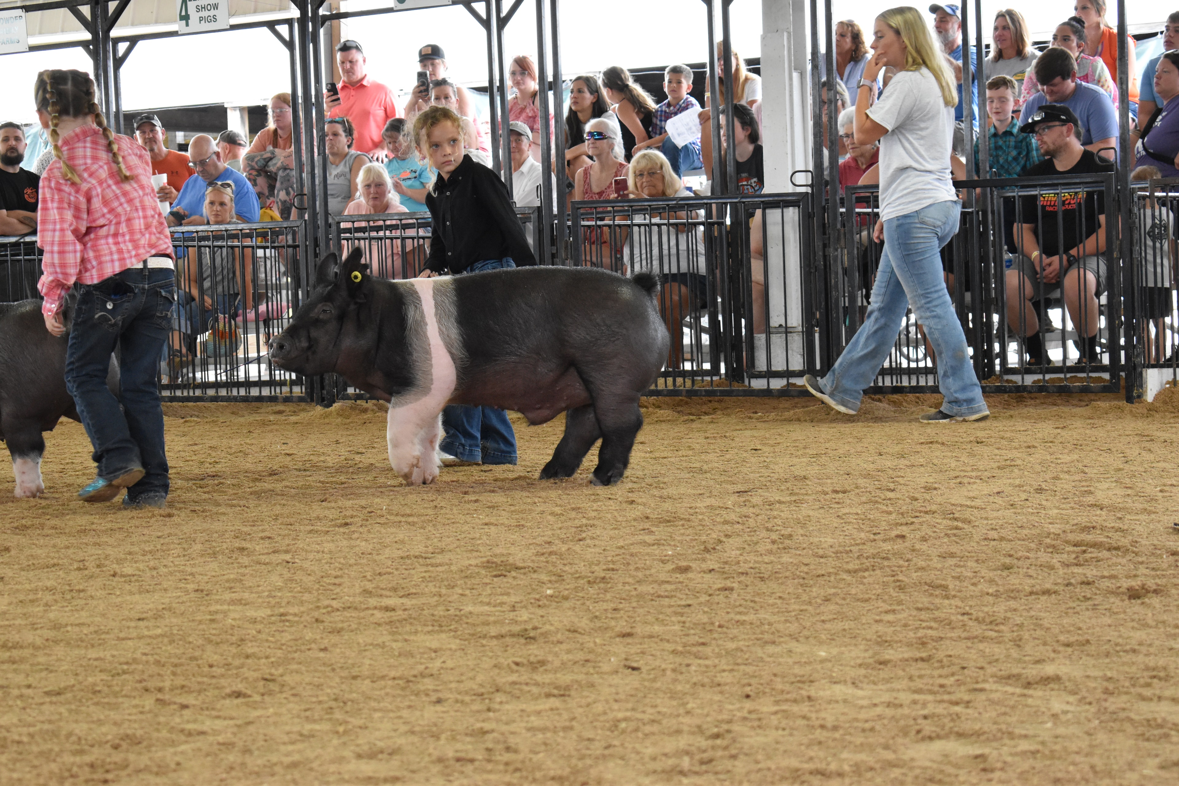 Girl in gray-black paisley western shirt with pink hair bow and fringe-hem jeans steering large black Hampshire cross pig with white belly stripe from front at low angle while boy in blue chambray shirt steers Duroc reddish-brown pig at left and Lensman Show Pigs pen 4 and Oakveiw Farms Meats pen 3 and Blazer Farms pen 2 behind with packed bleachers at Champaign County Fair