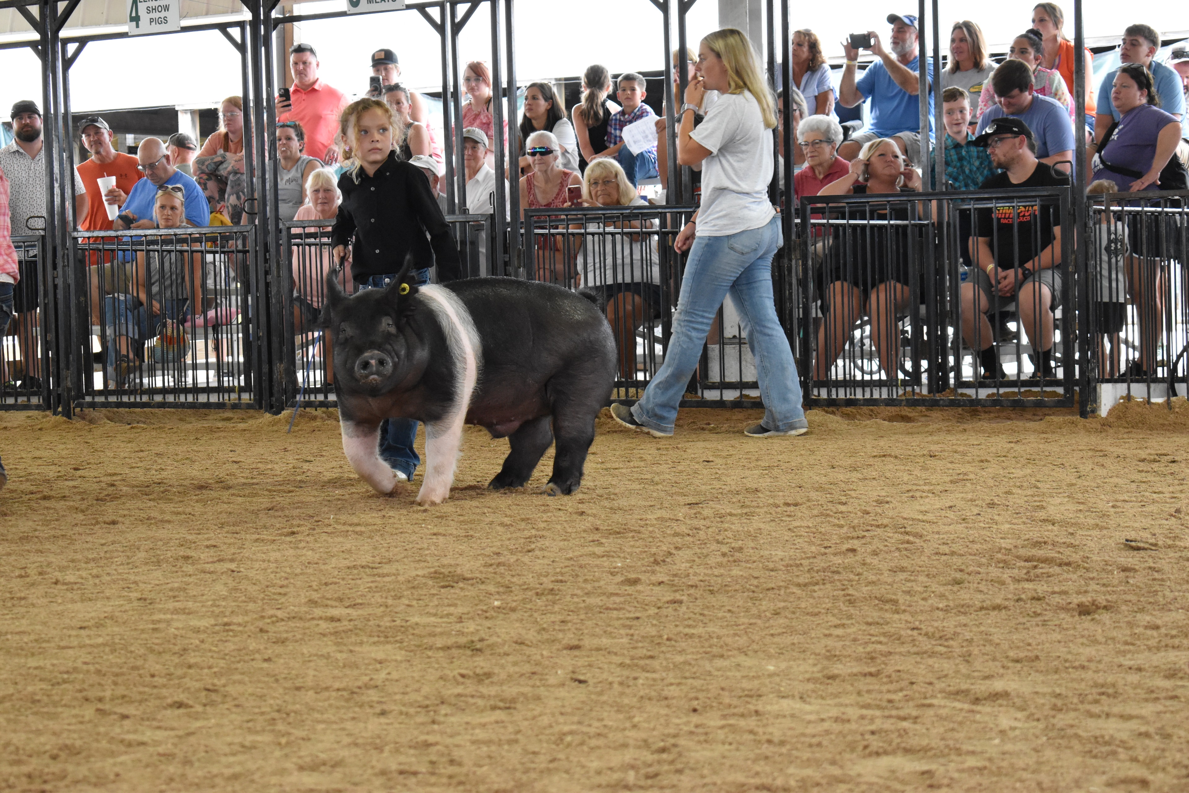 Child showing pig at county fair