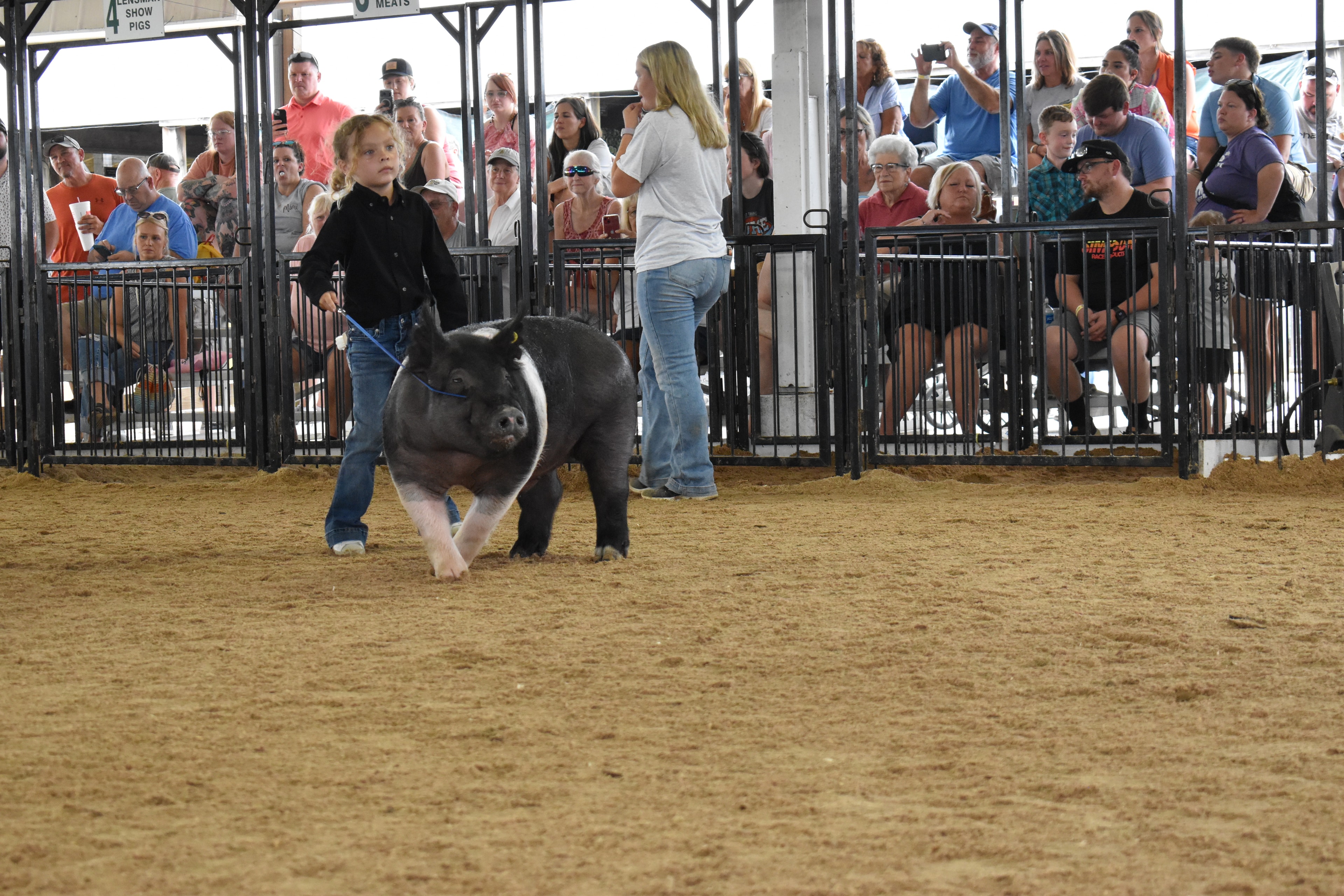 Child showing pig at county fair