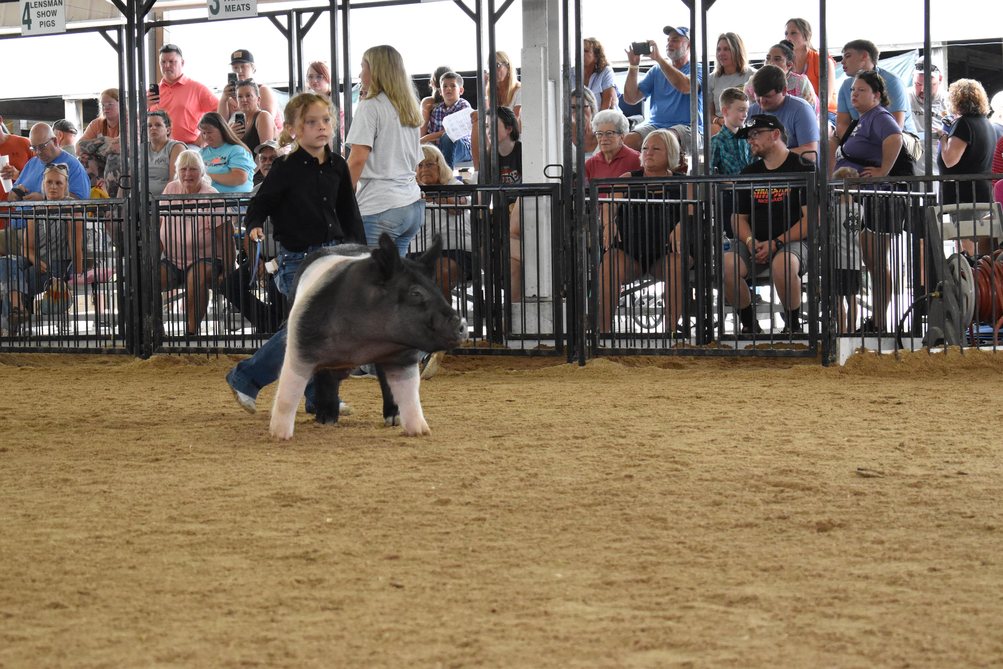 Child showing pig at county fair