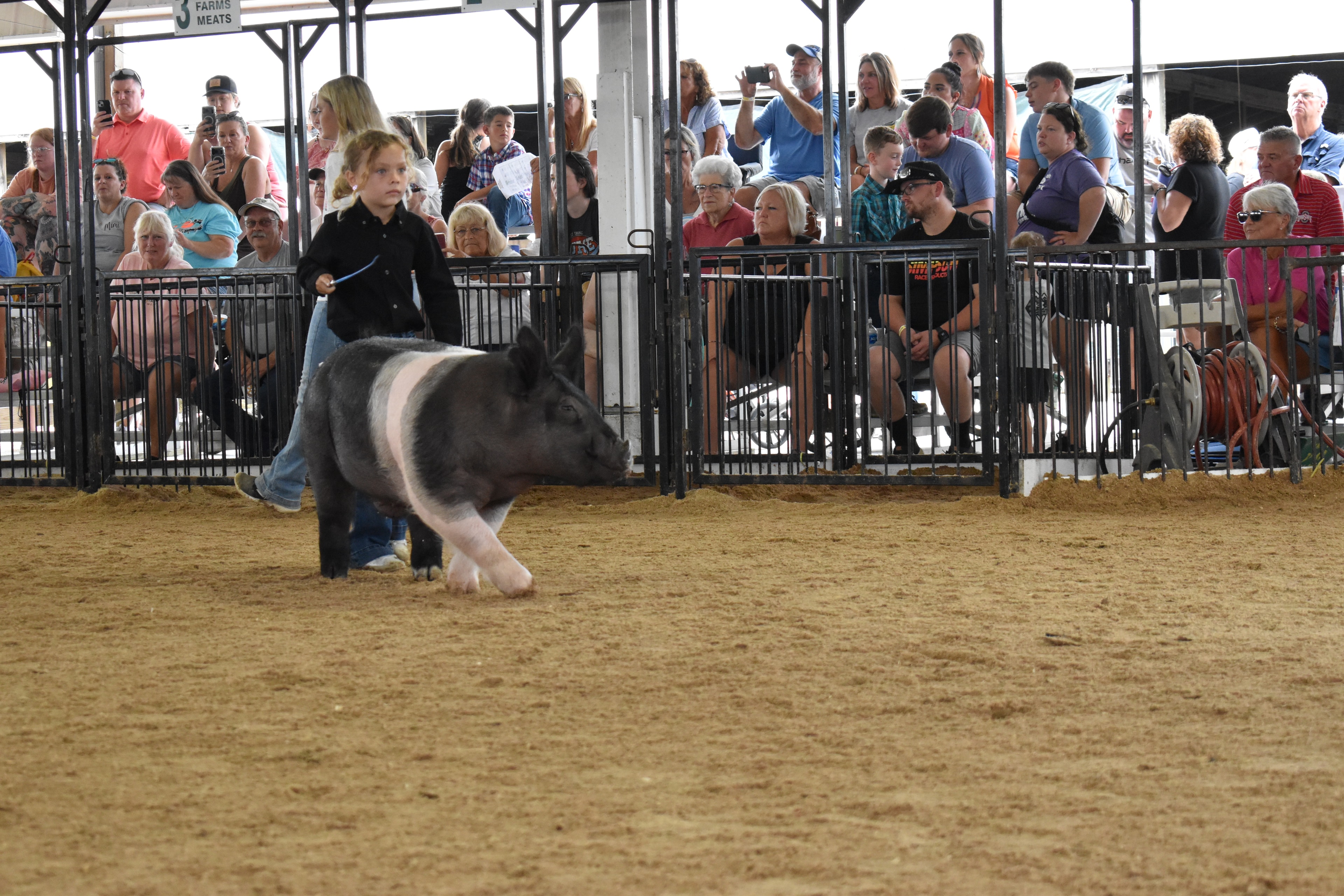 Child showing pig at county fair