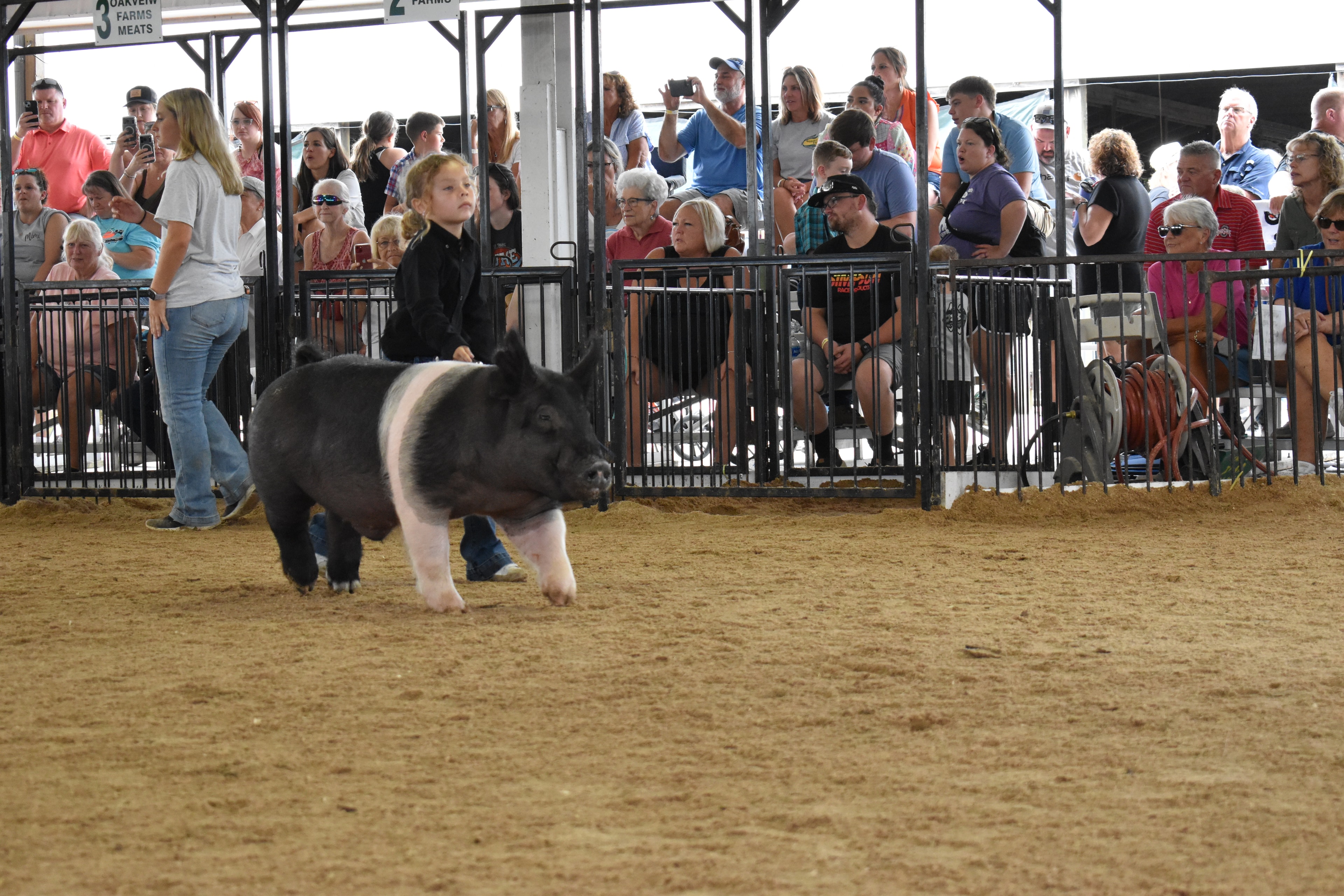 Child showing pig at county fair