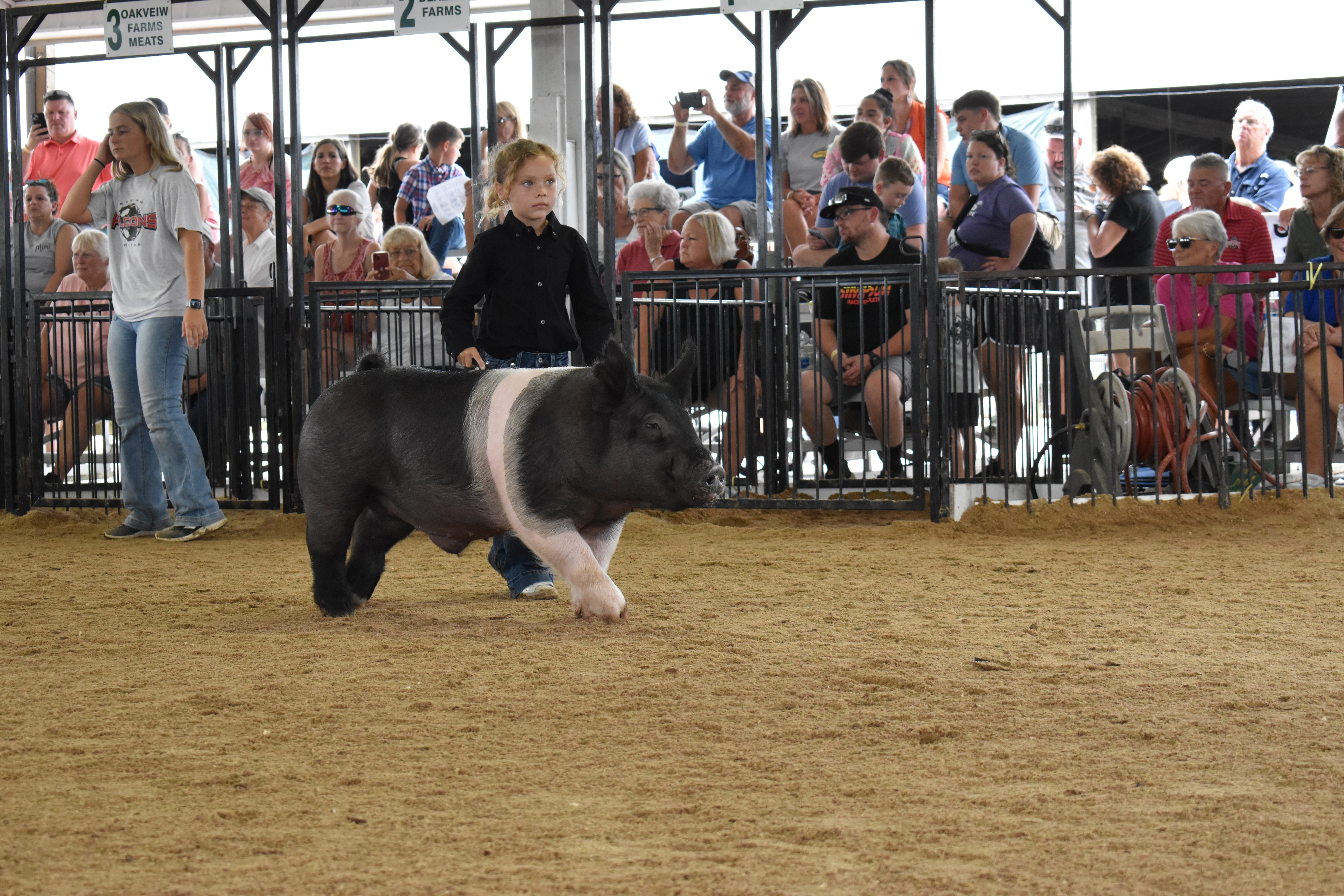 Child showing pig at county fair