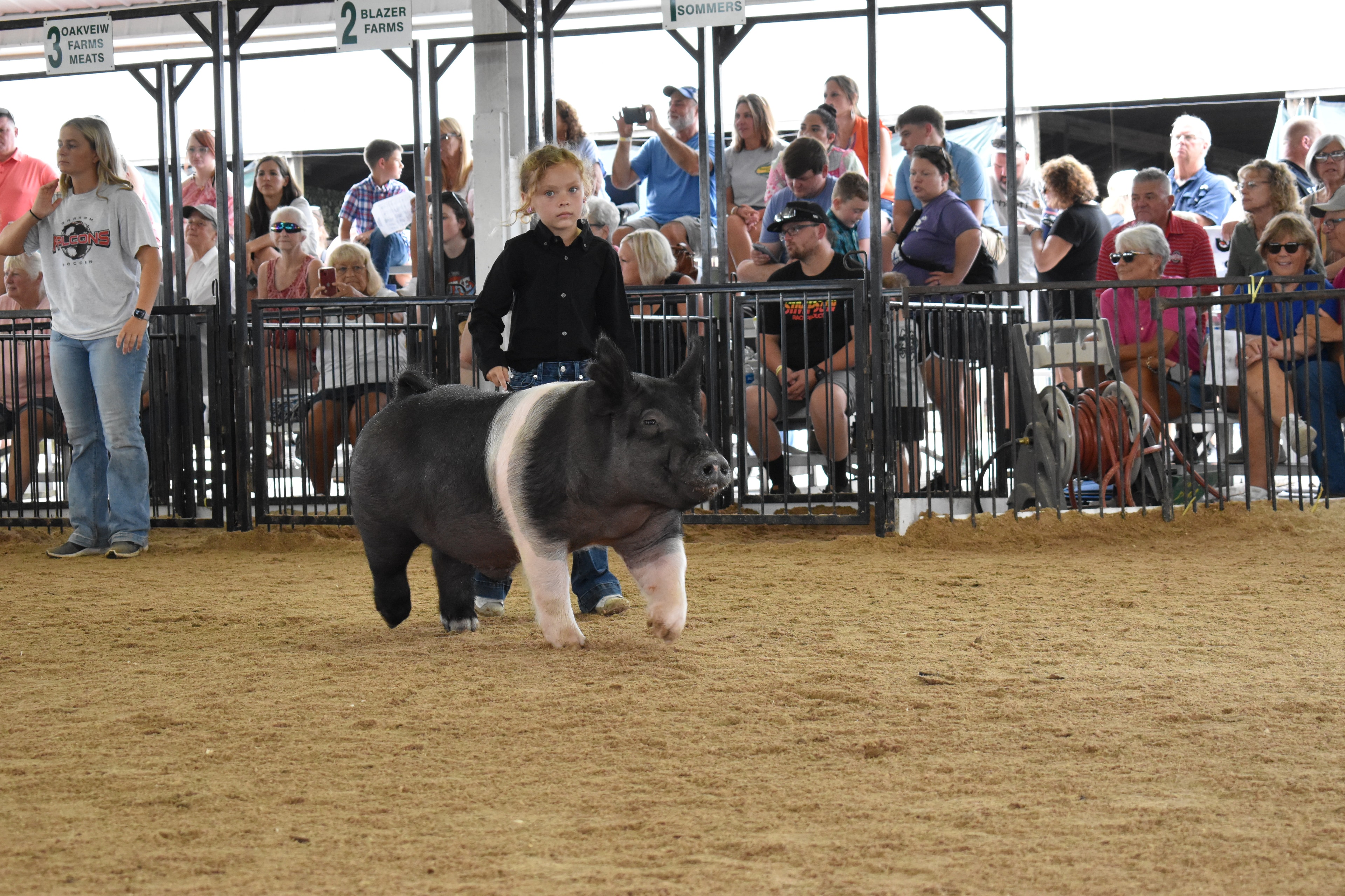 Child showing pig at county fair