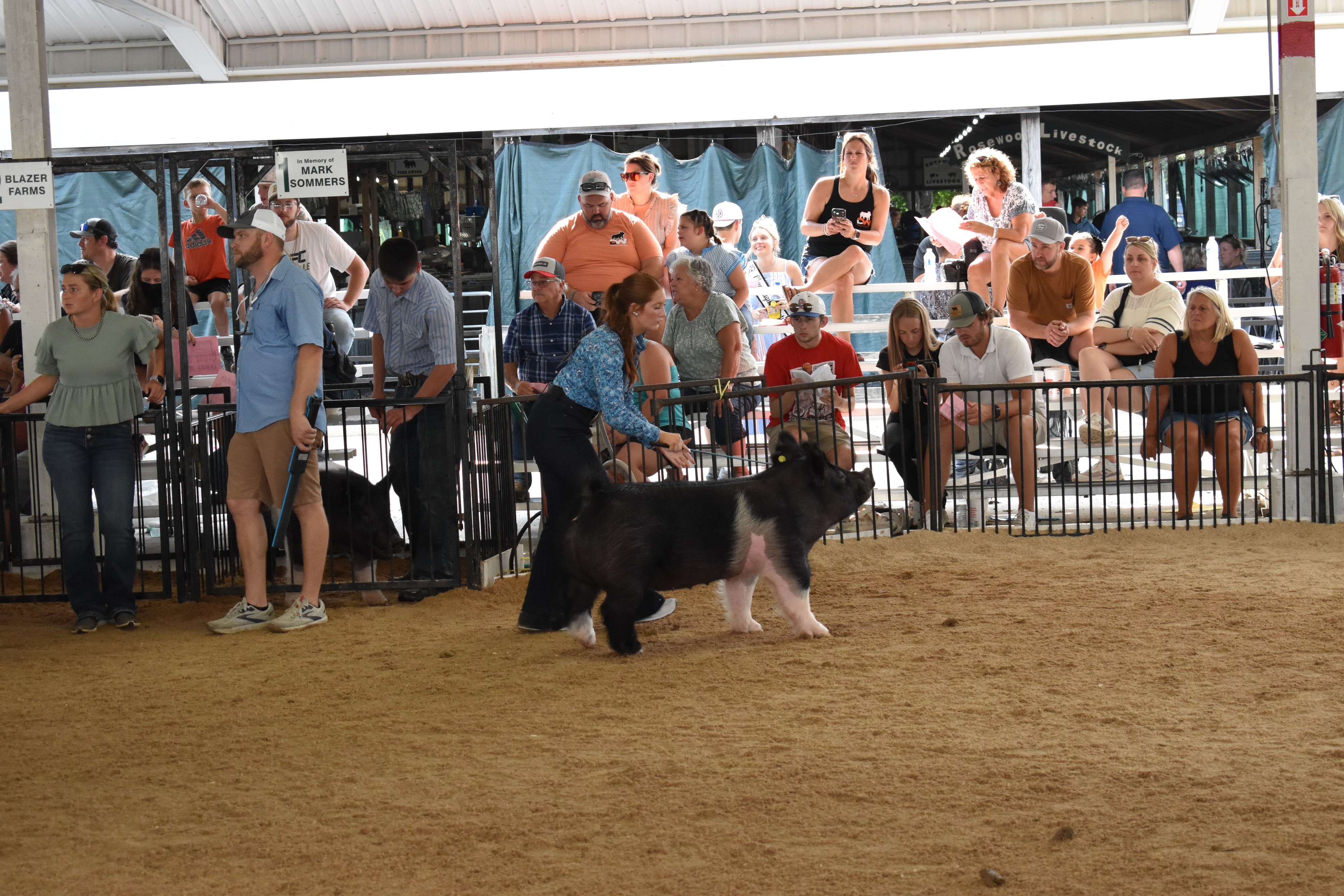 Youth showing pigs in the arena at Champaign County Fair