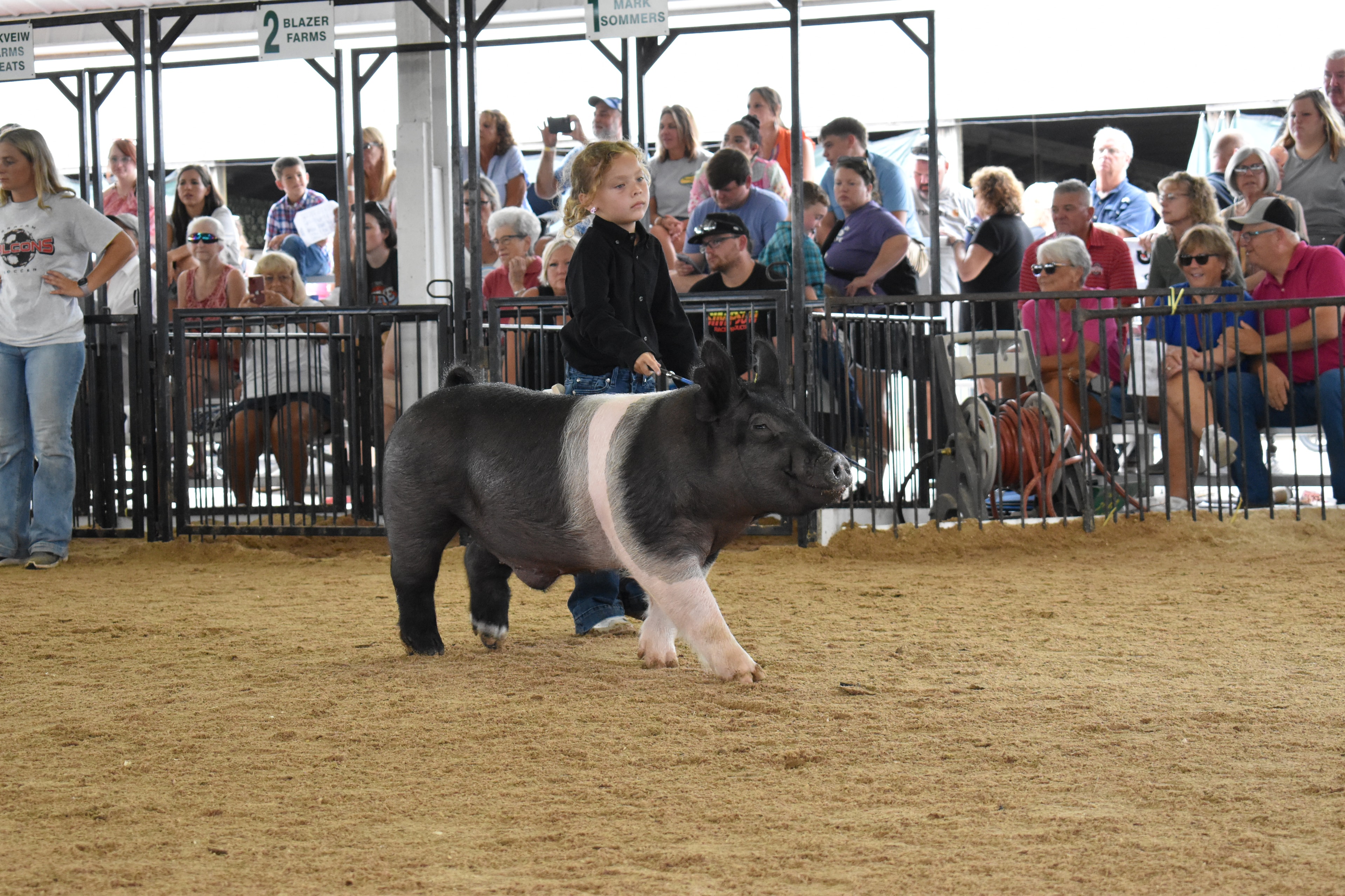 Child showing pig at county fair