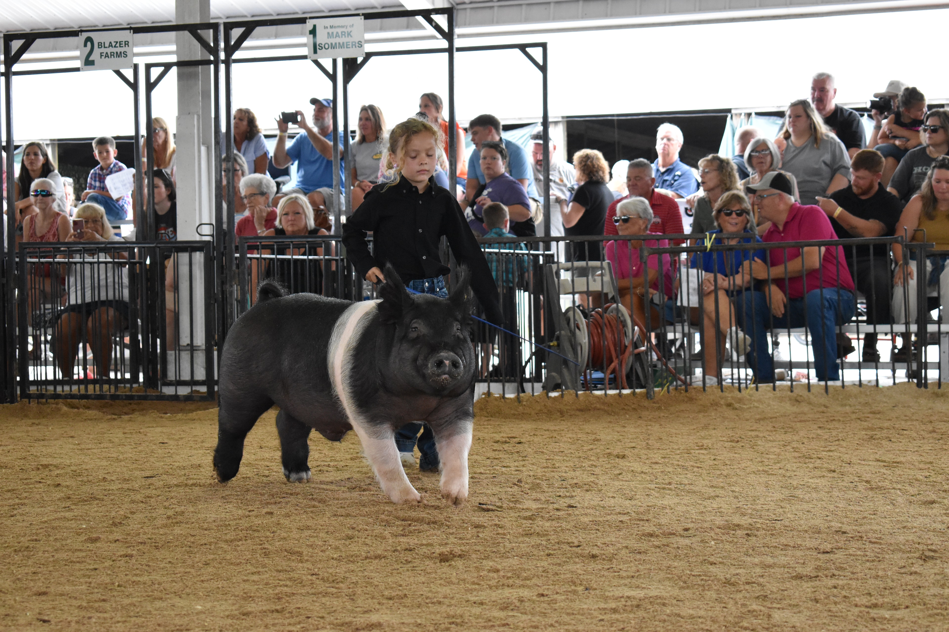 Child showing pig at county fair