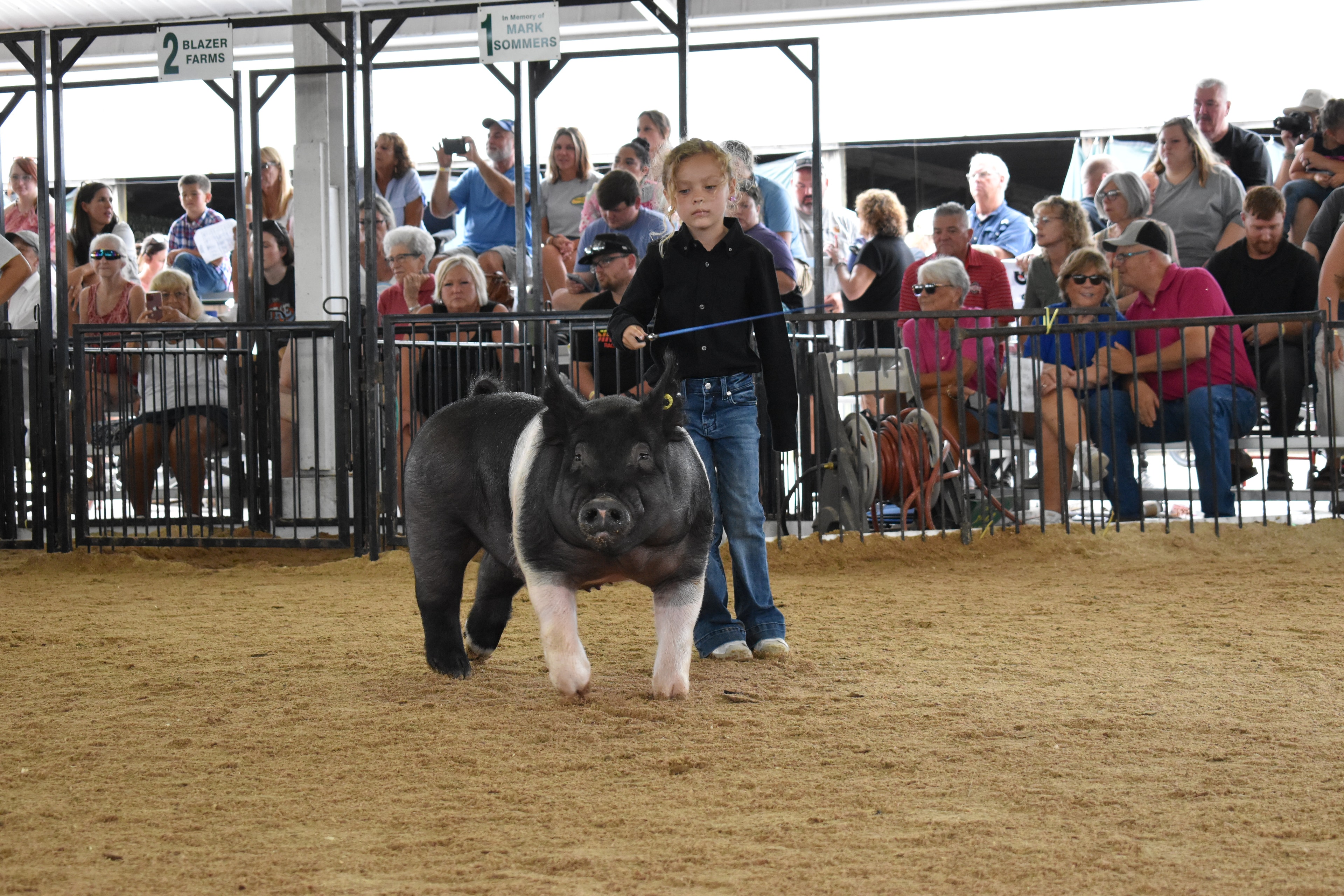 Child showing pig at county fair