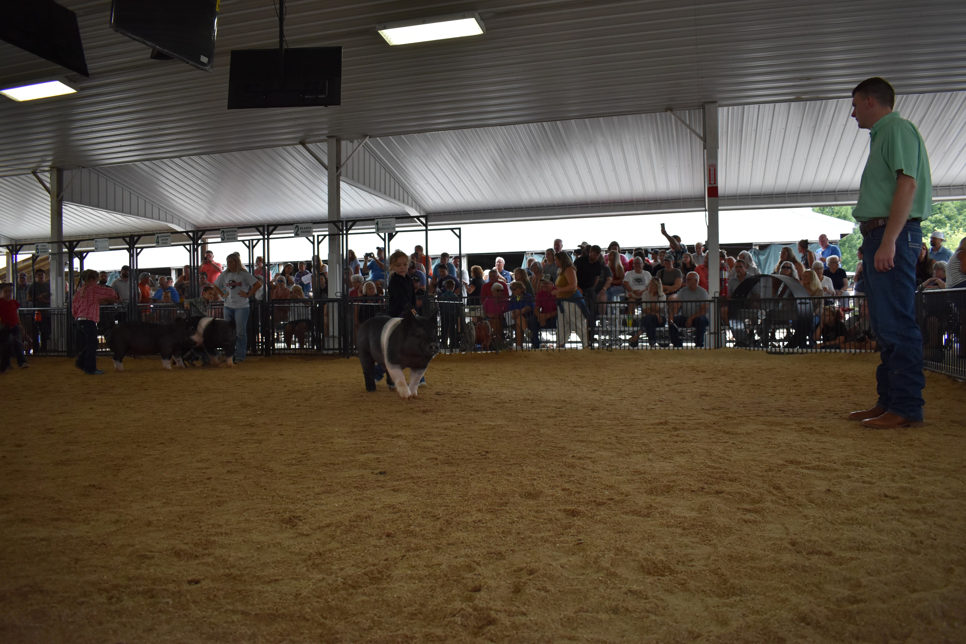 Child showing pig at county fair