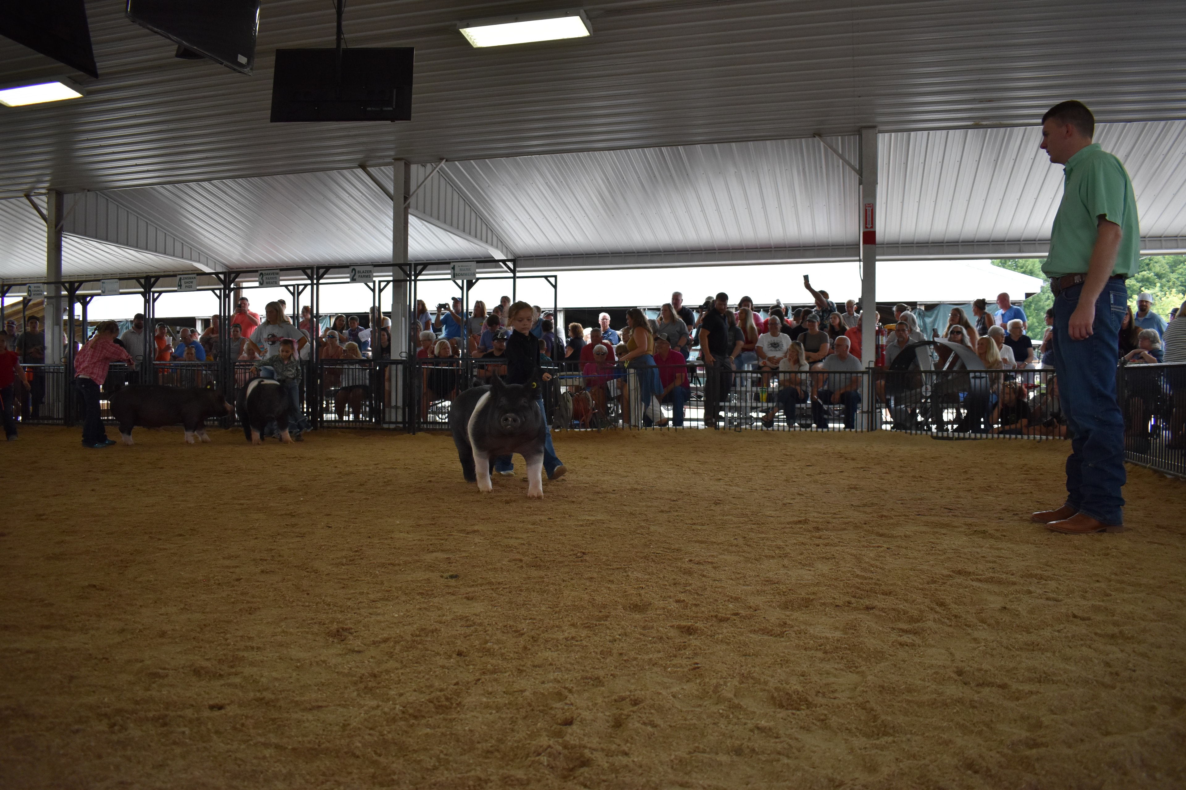 Child showing pig at county fair