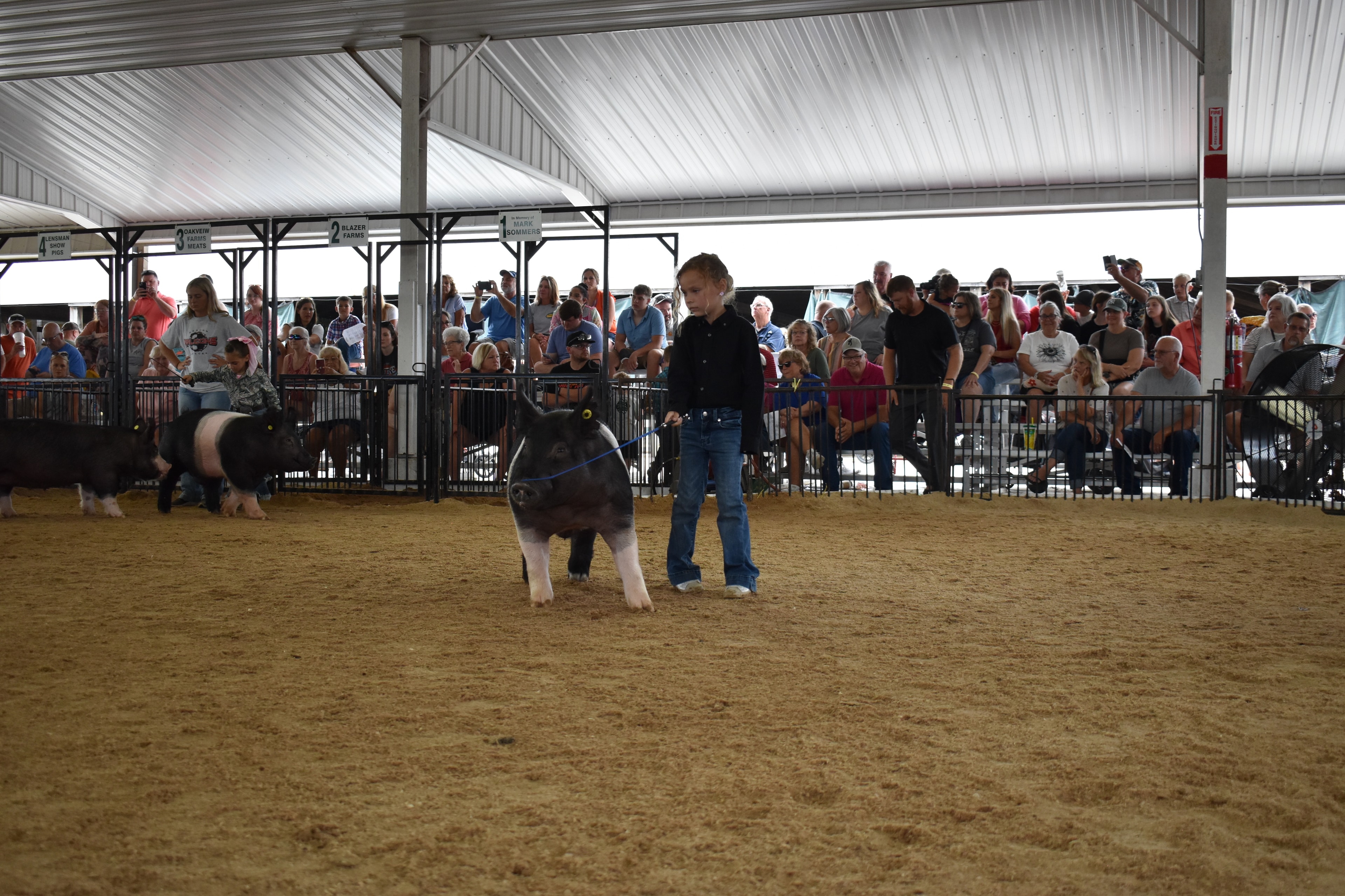 Child showing pig at county fair