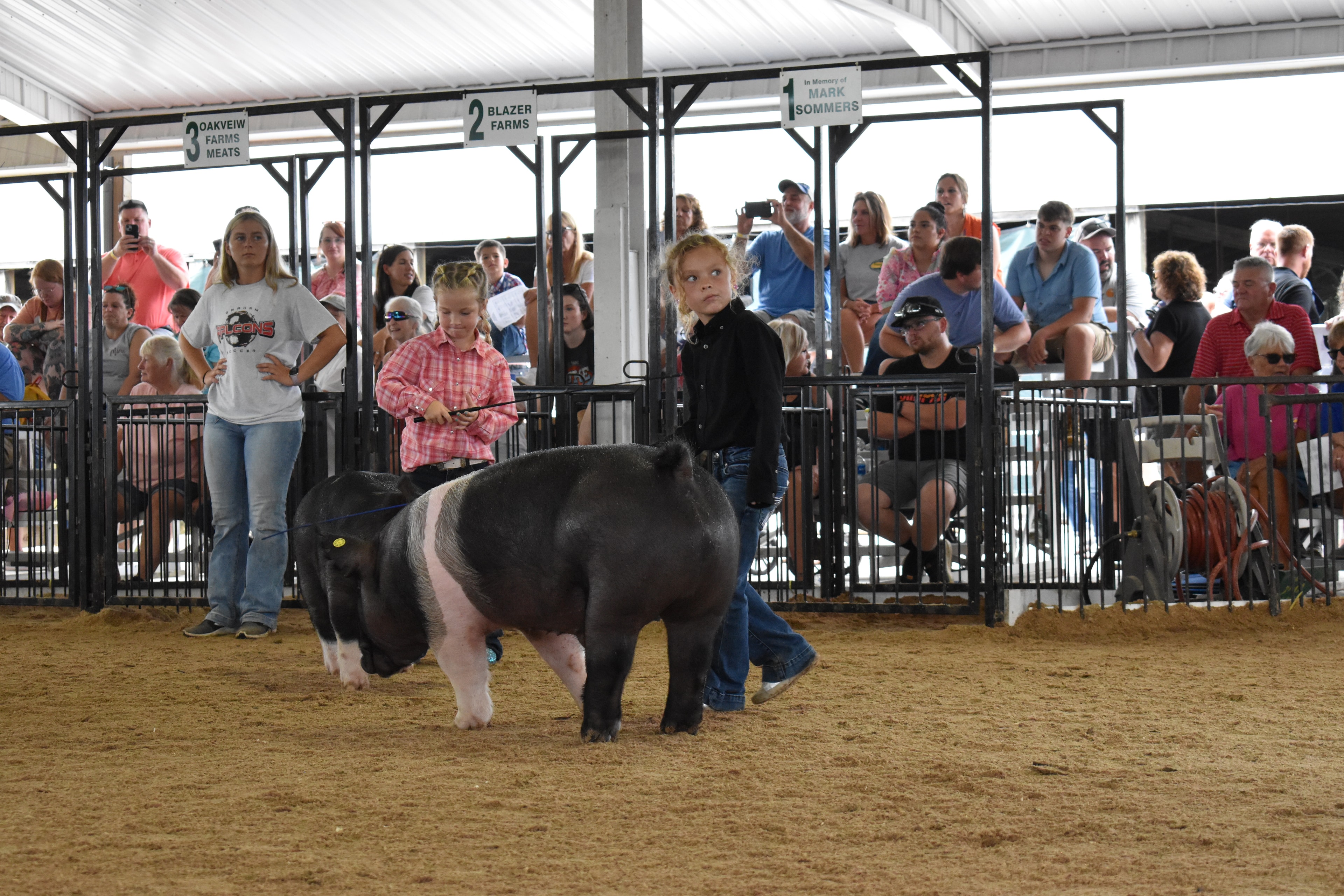 Child showing pig at county fair