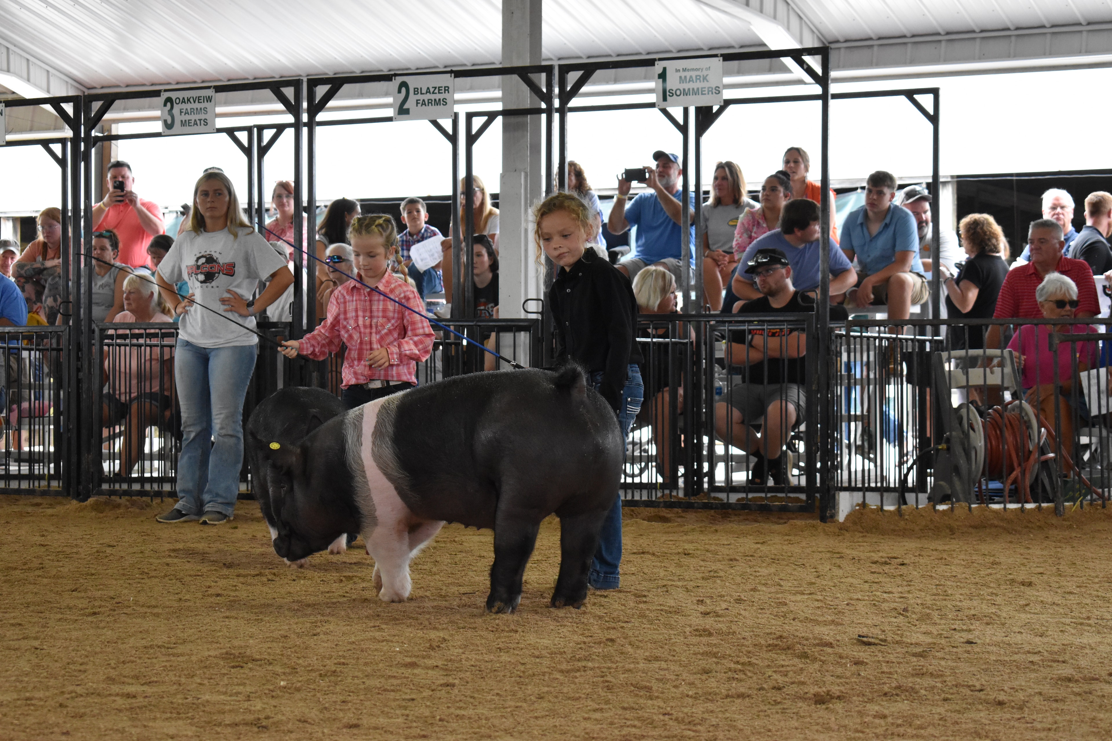 Child showing pig at county fair