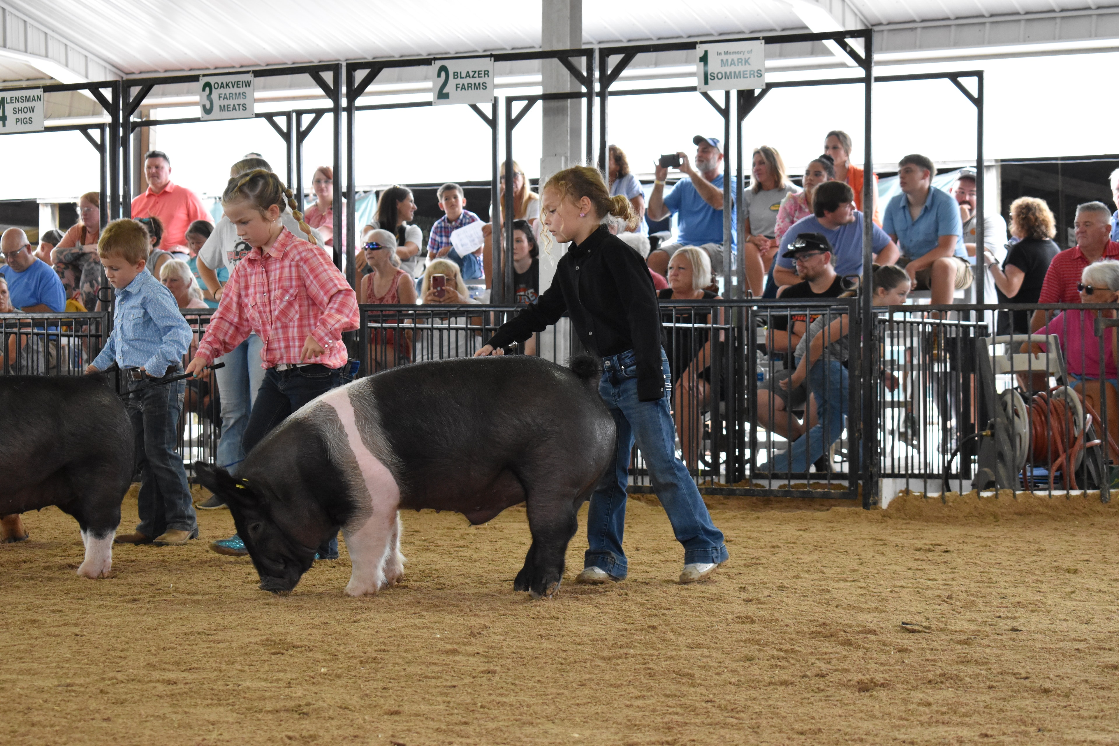 Child showing pig at county fair