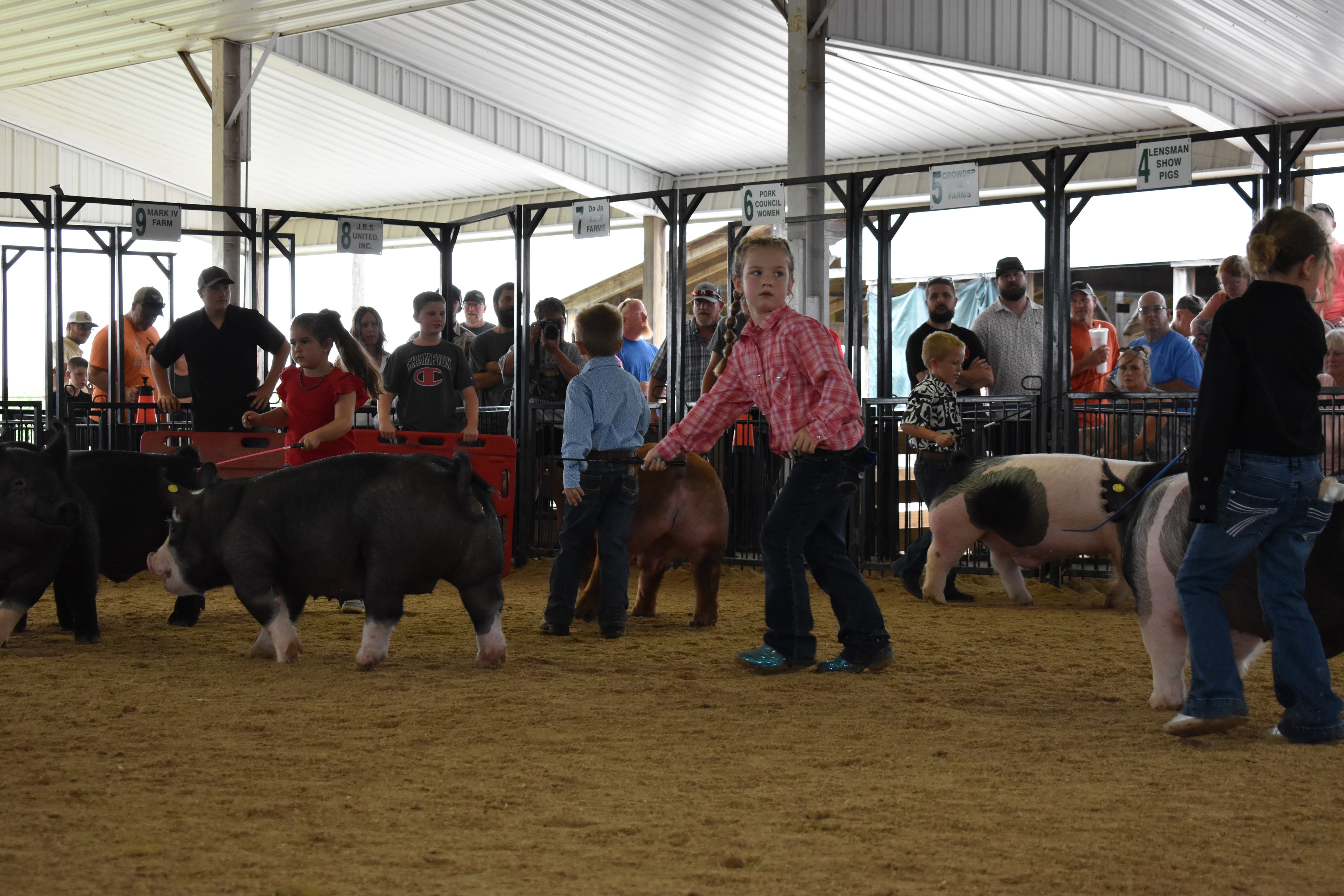 Child showing pig at county fair
