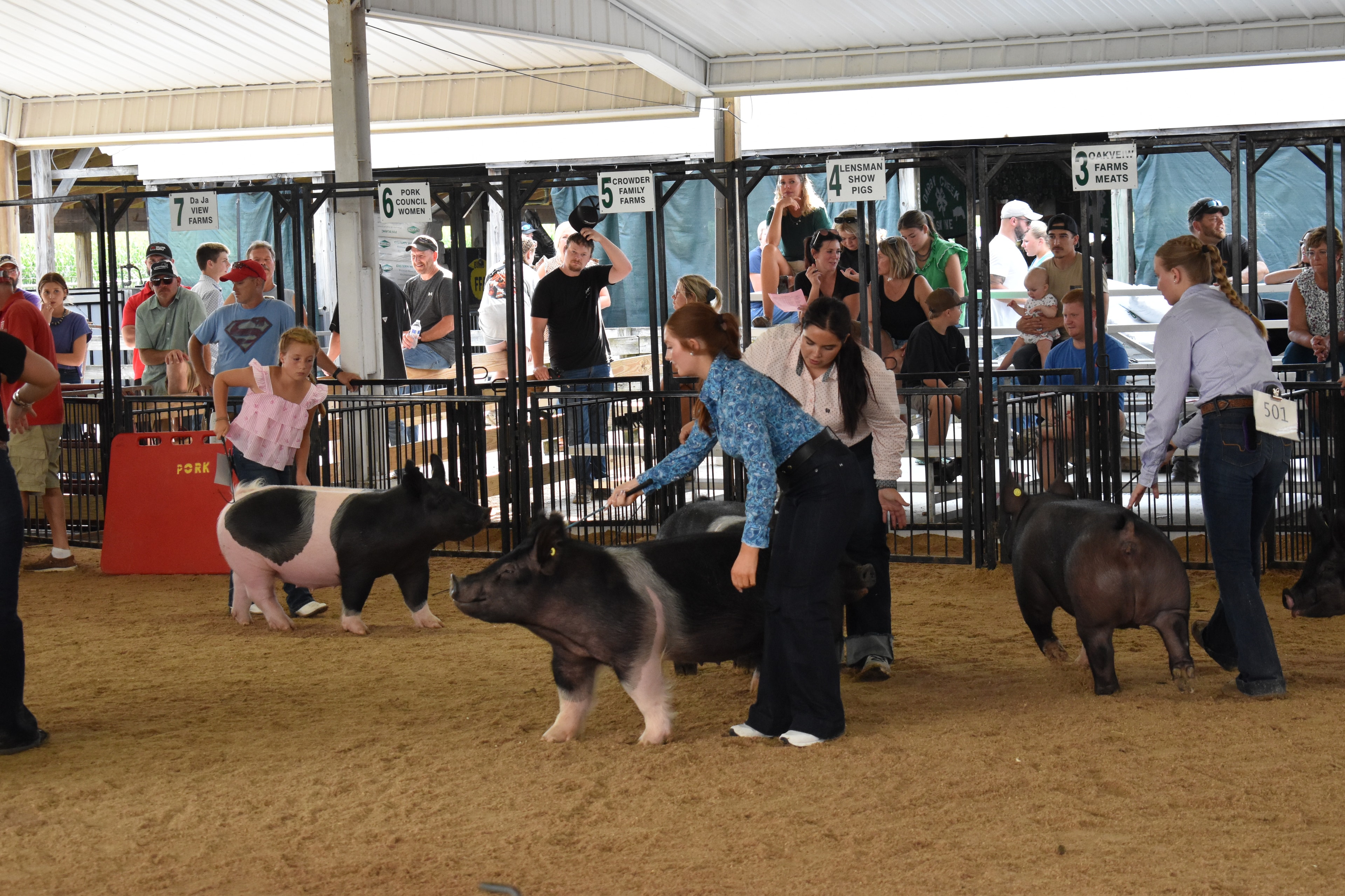Exhibitor showing pig to crowd at Champaign County Fair