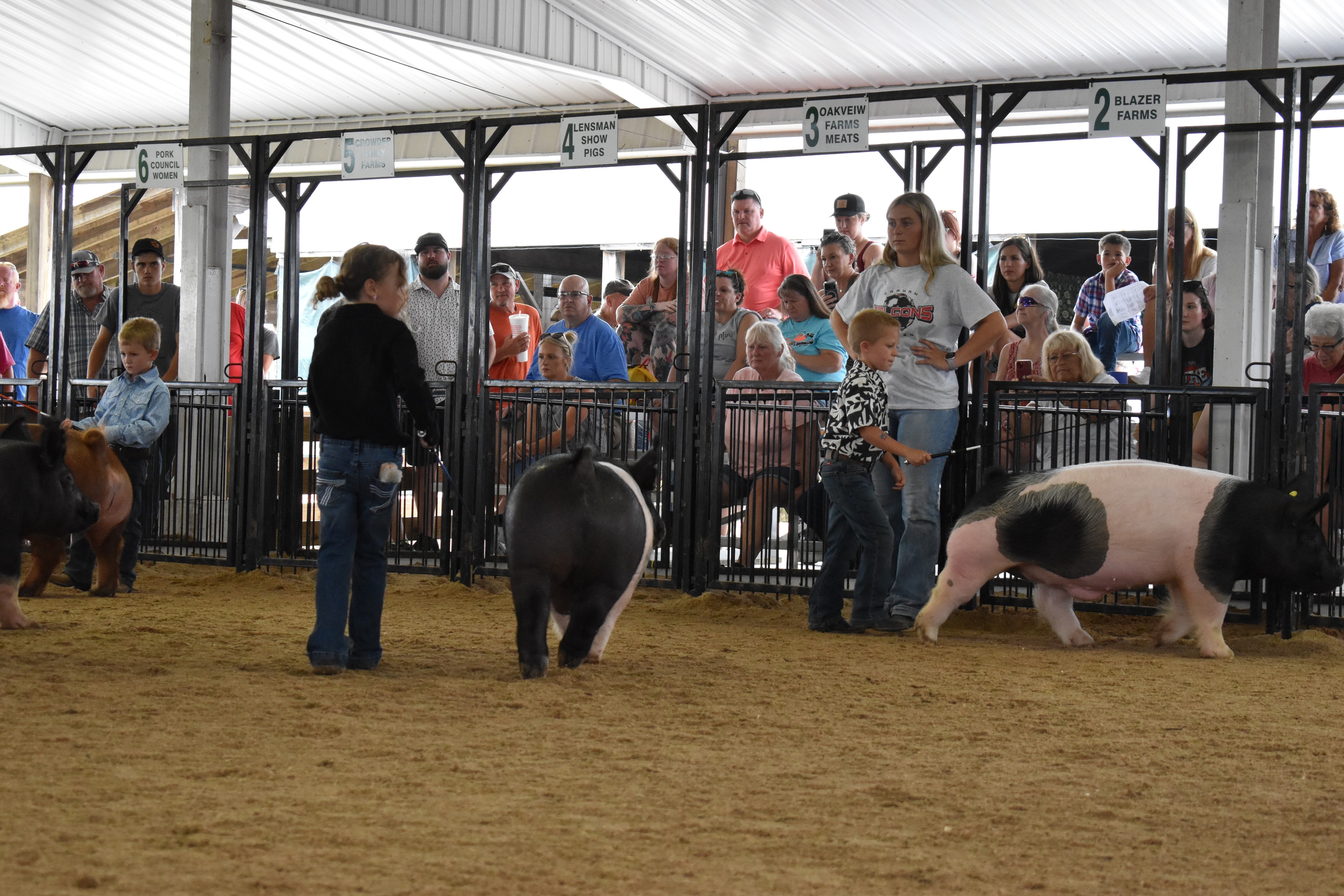 Child showing pig at county fair