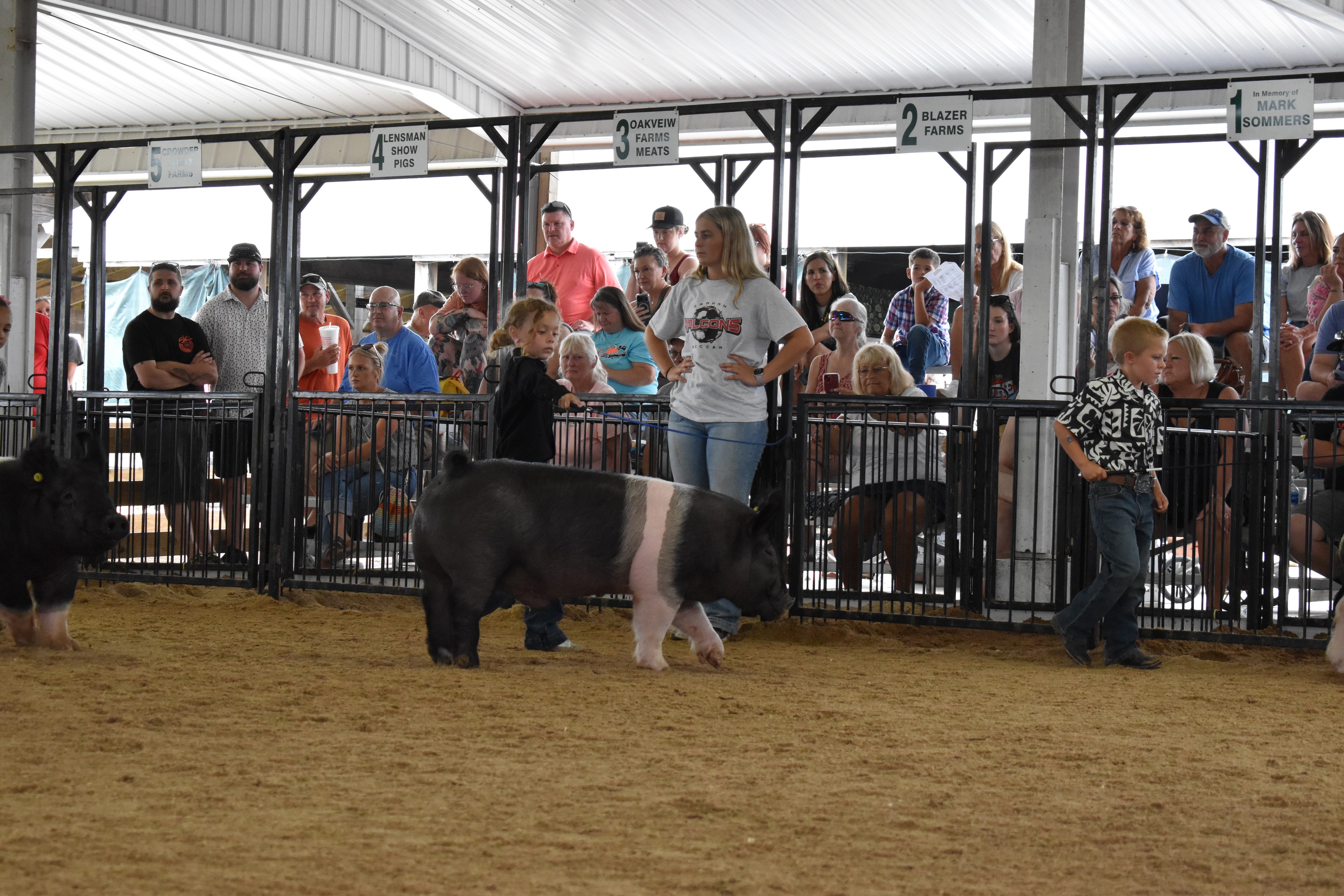 Child showing pig at county fair