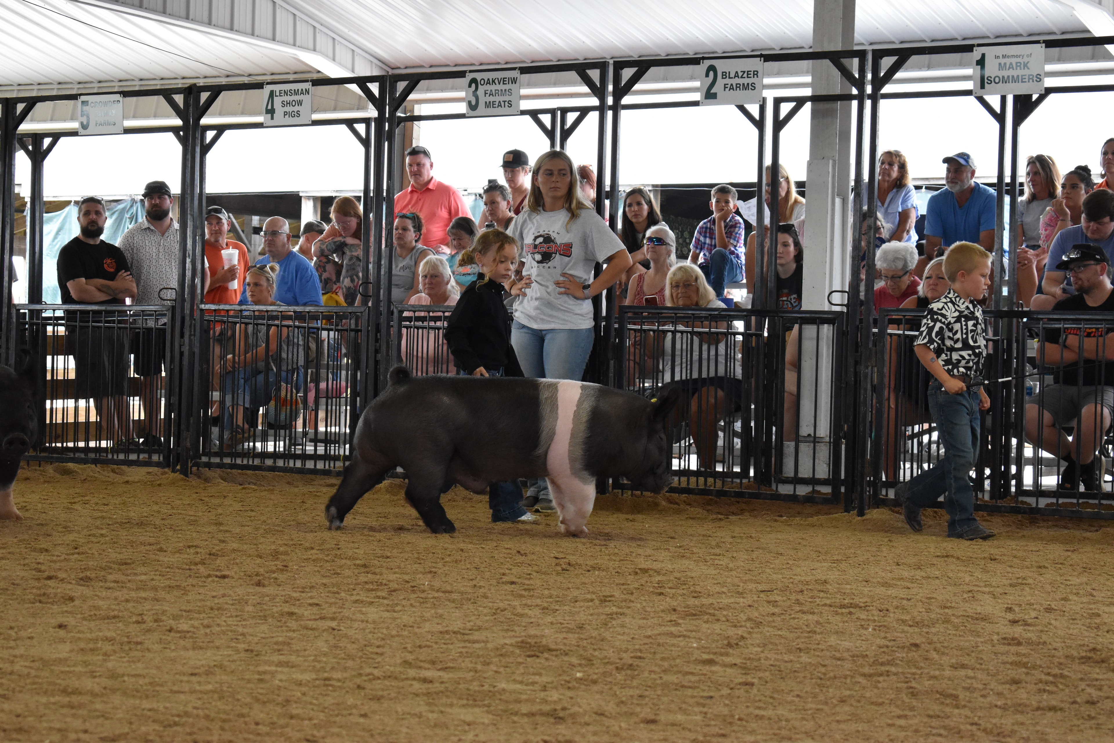 Child showing pig at county fair