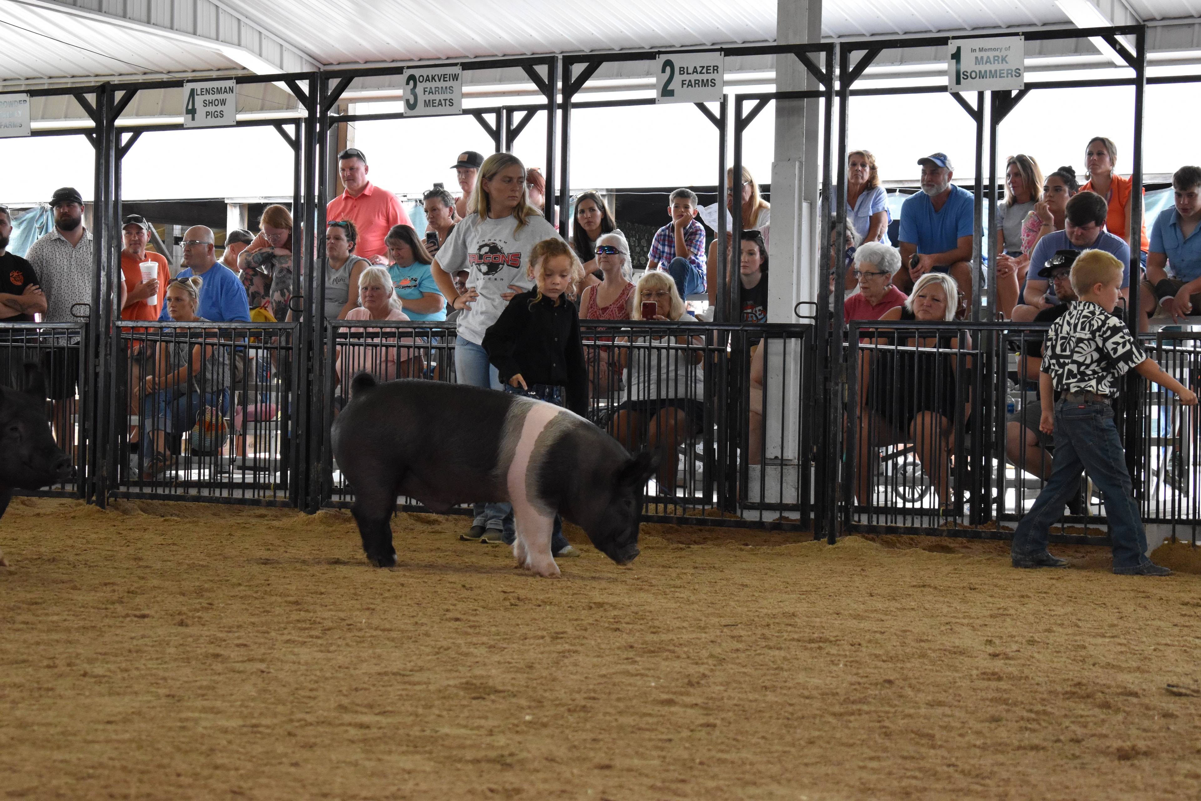 Child showing pig at county fair