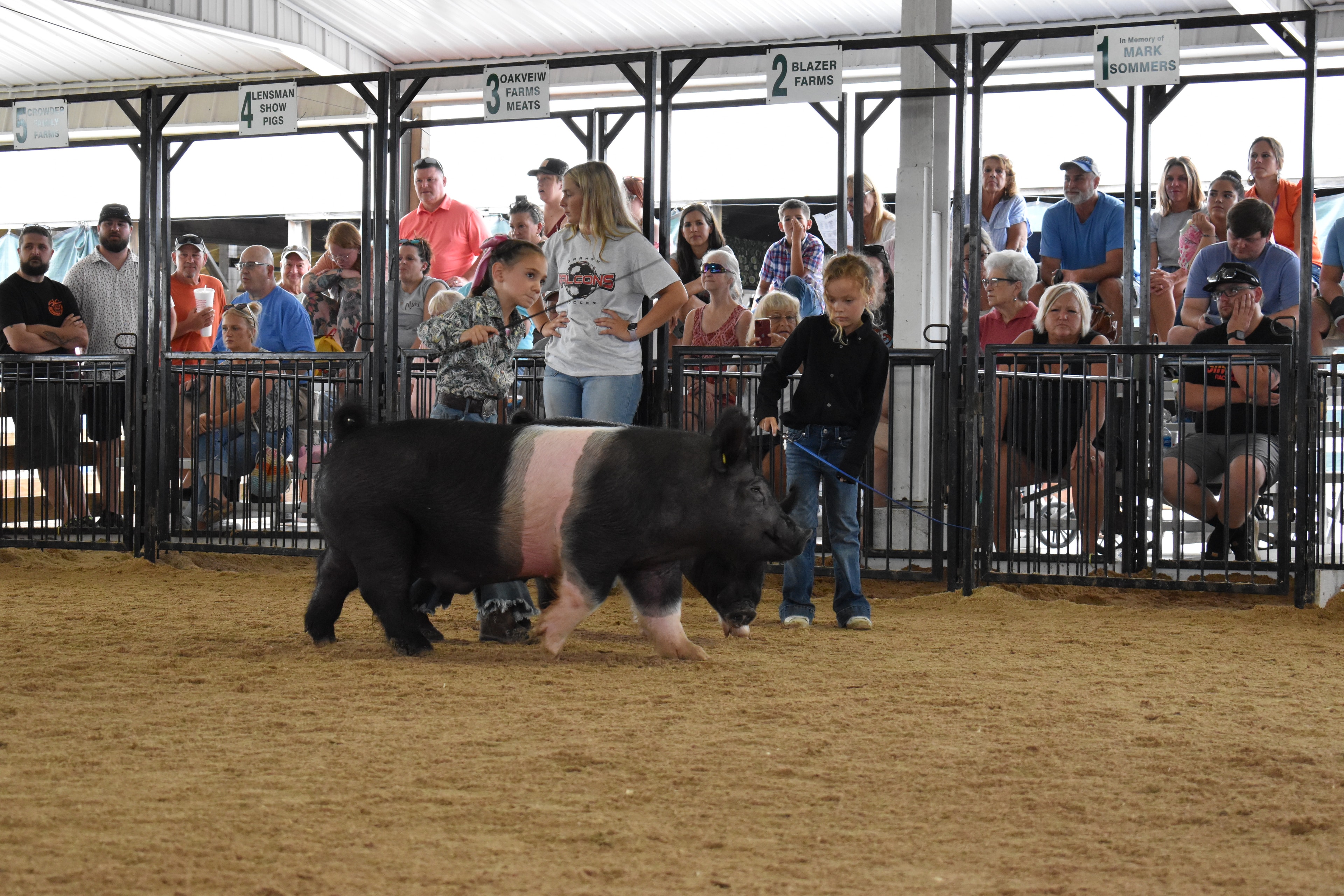 Child showing pig at county fair