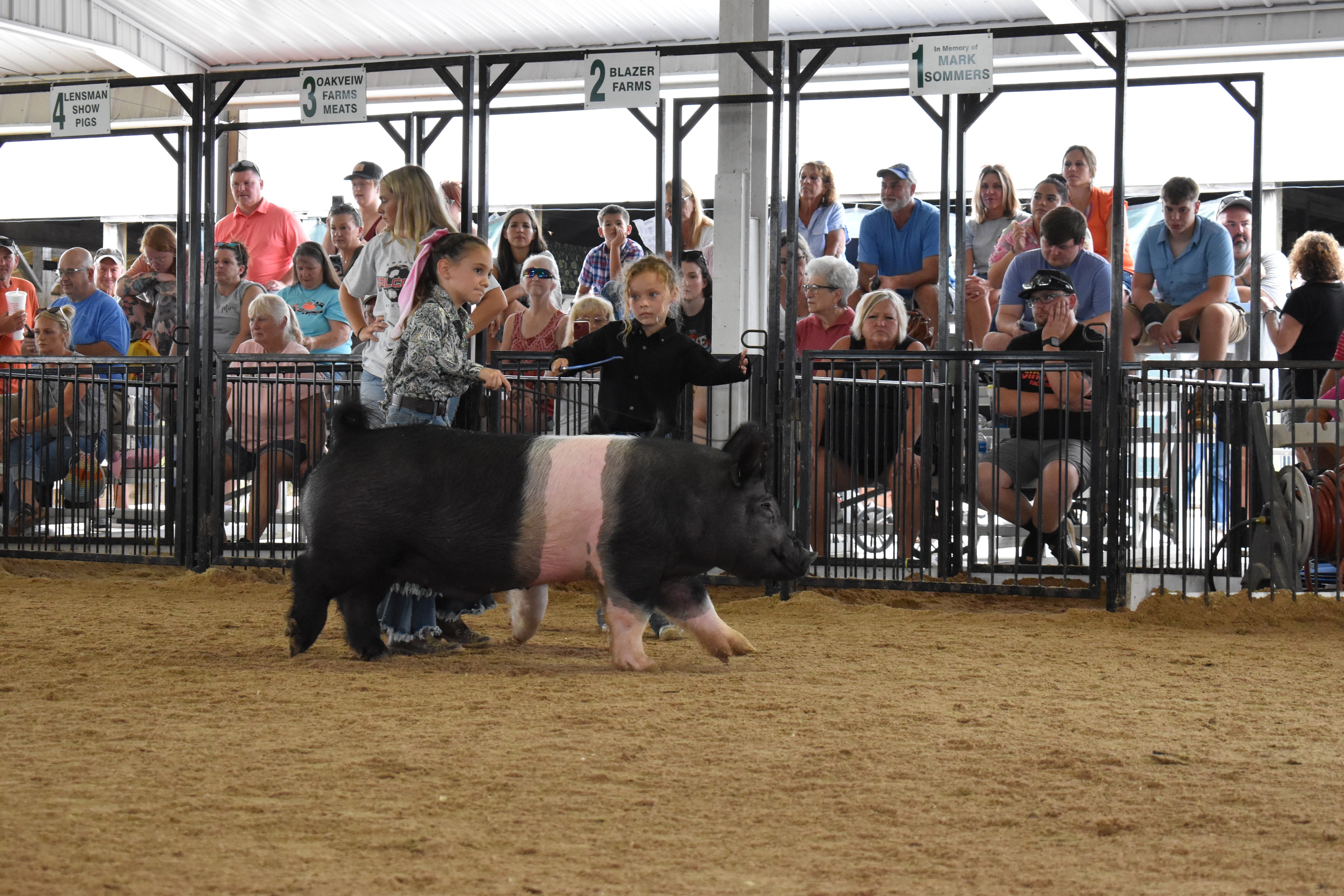 Child showing pig at county fair