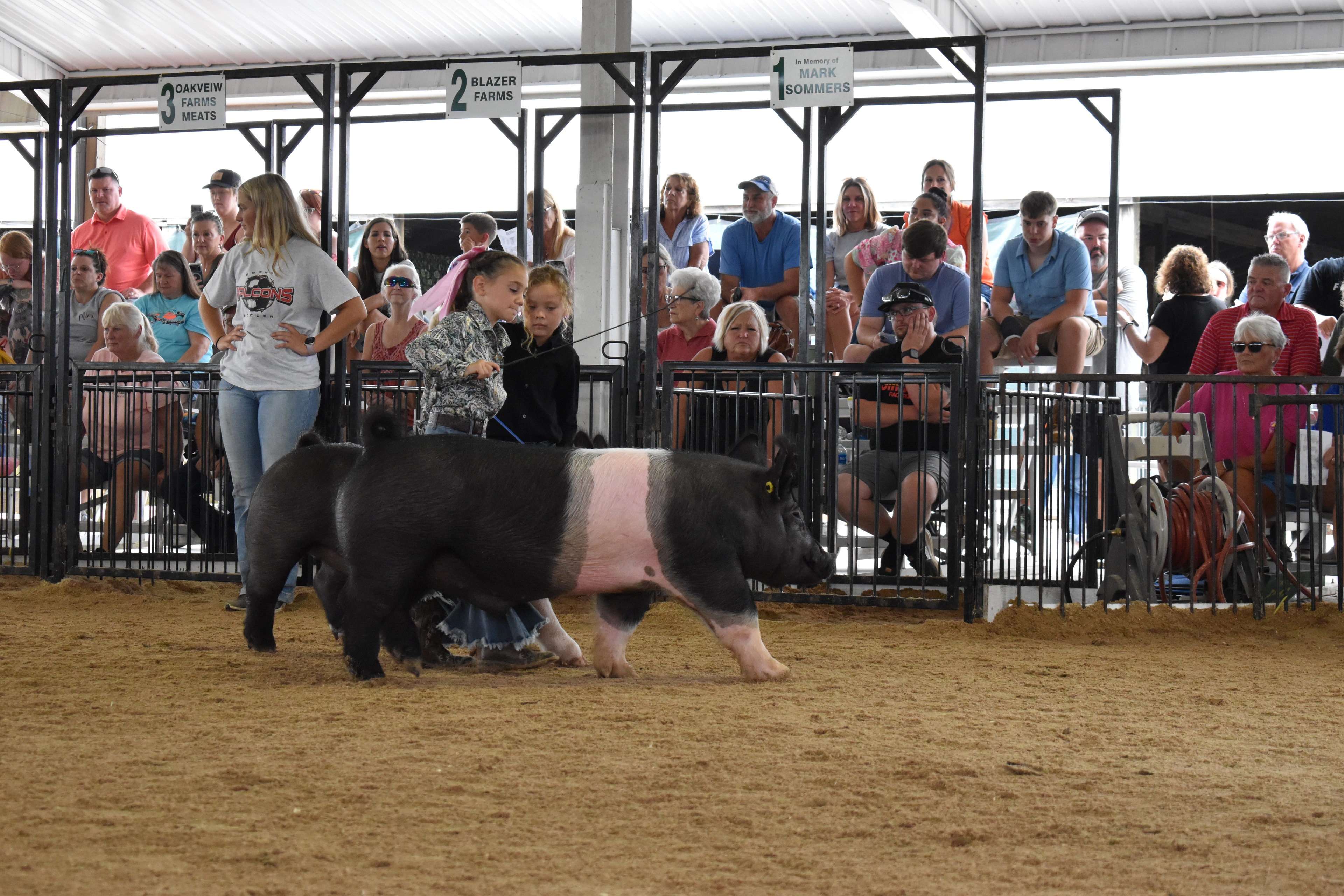 Child showing pig at county fair