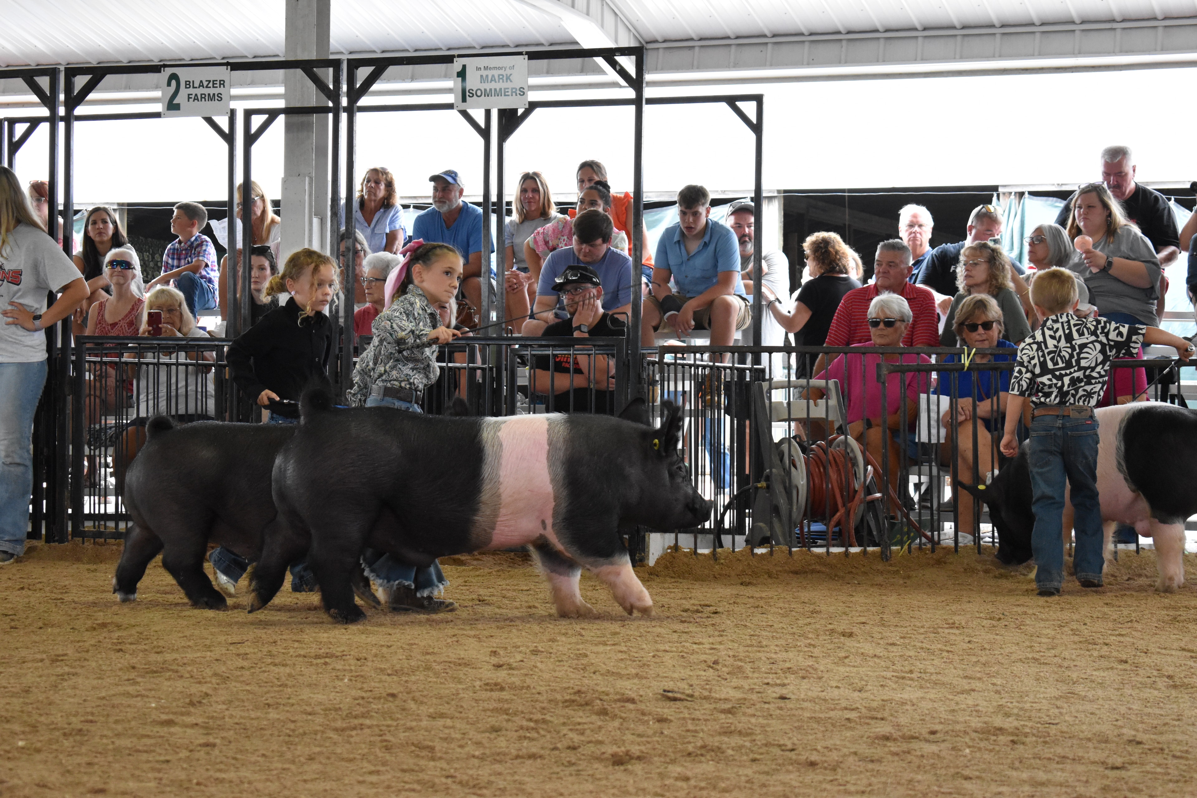 Child showing pig at county fair