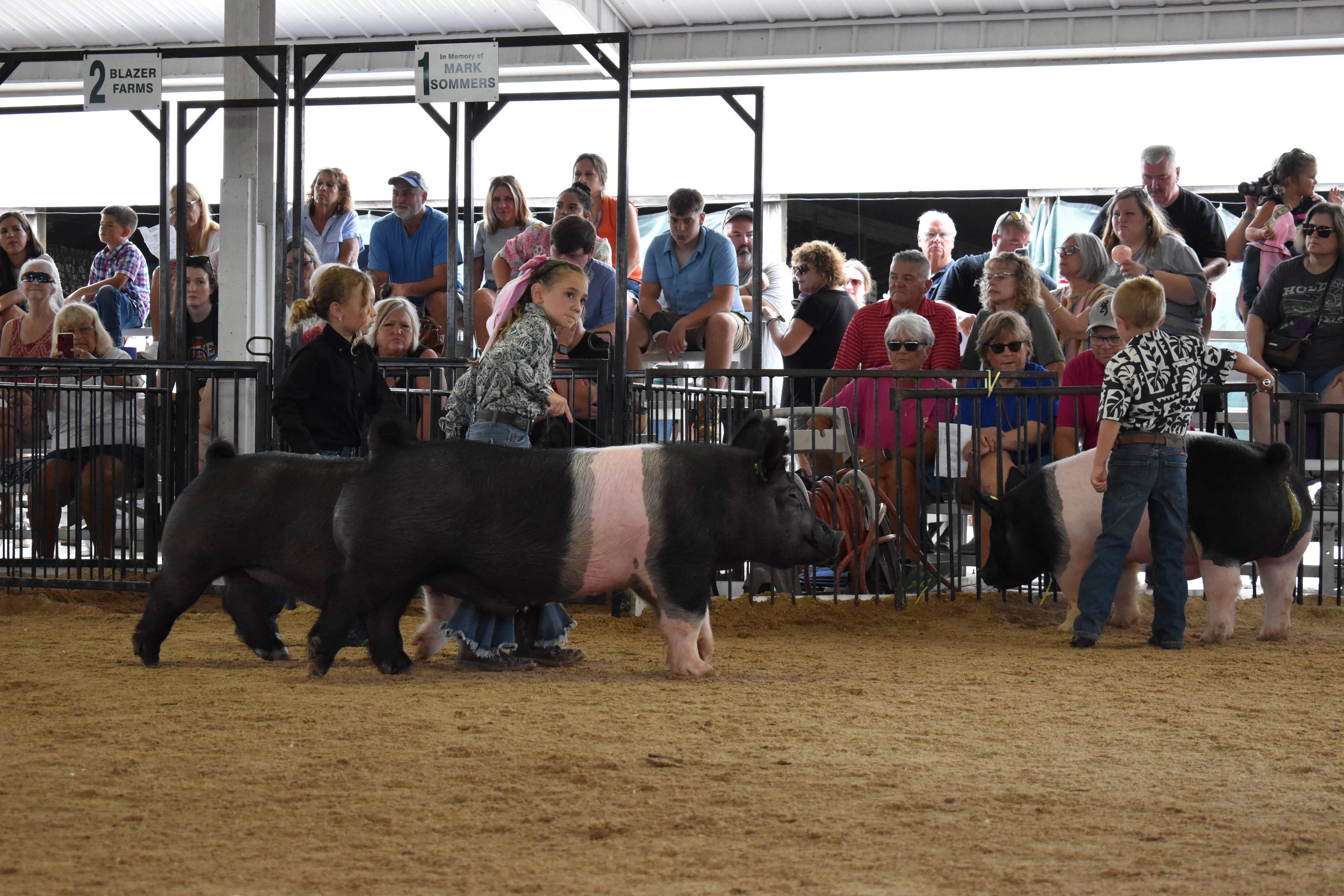 Child showing pig at county fair