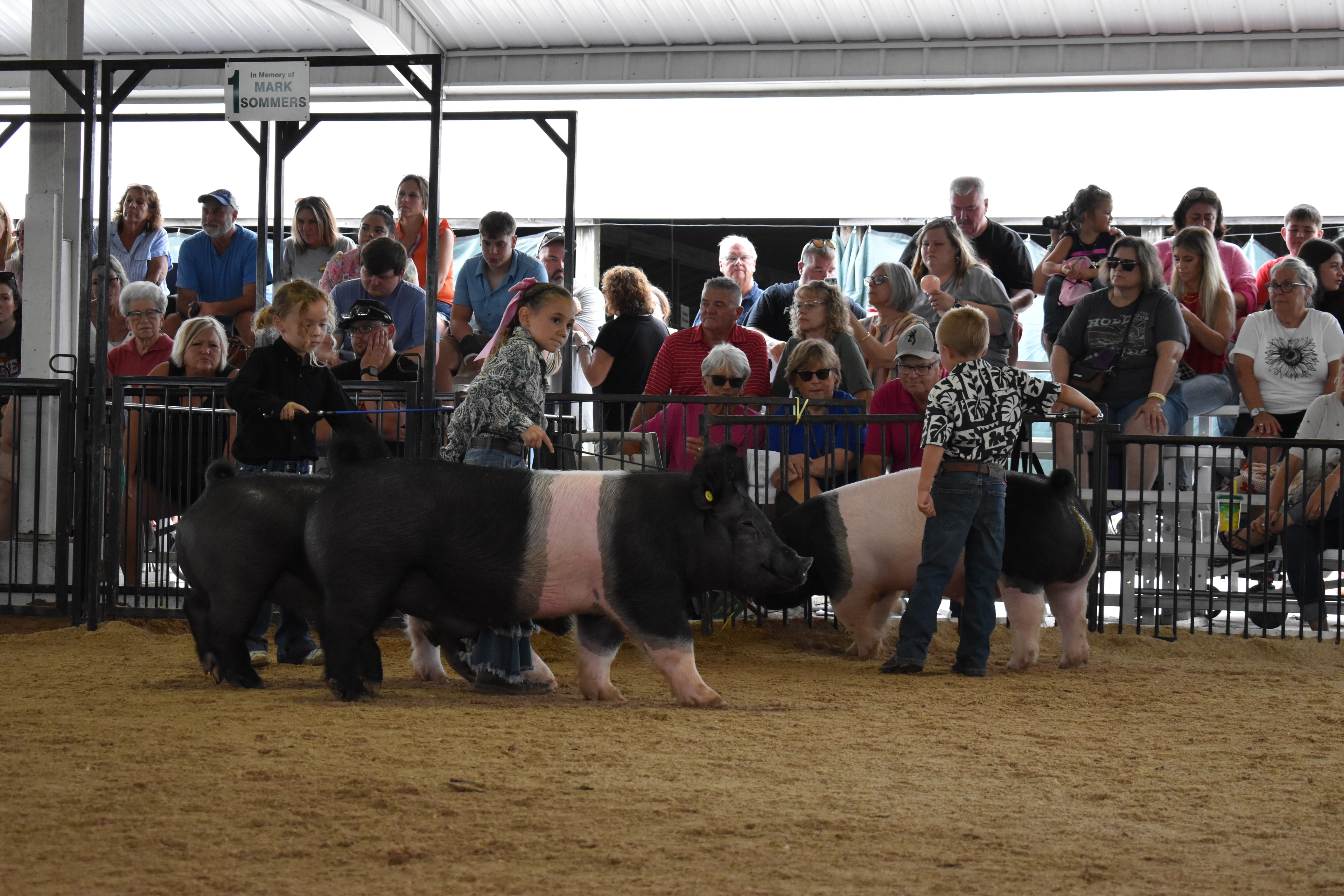 Child showing pig at county fair