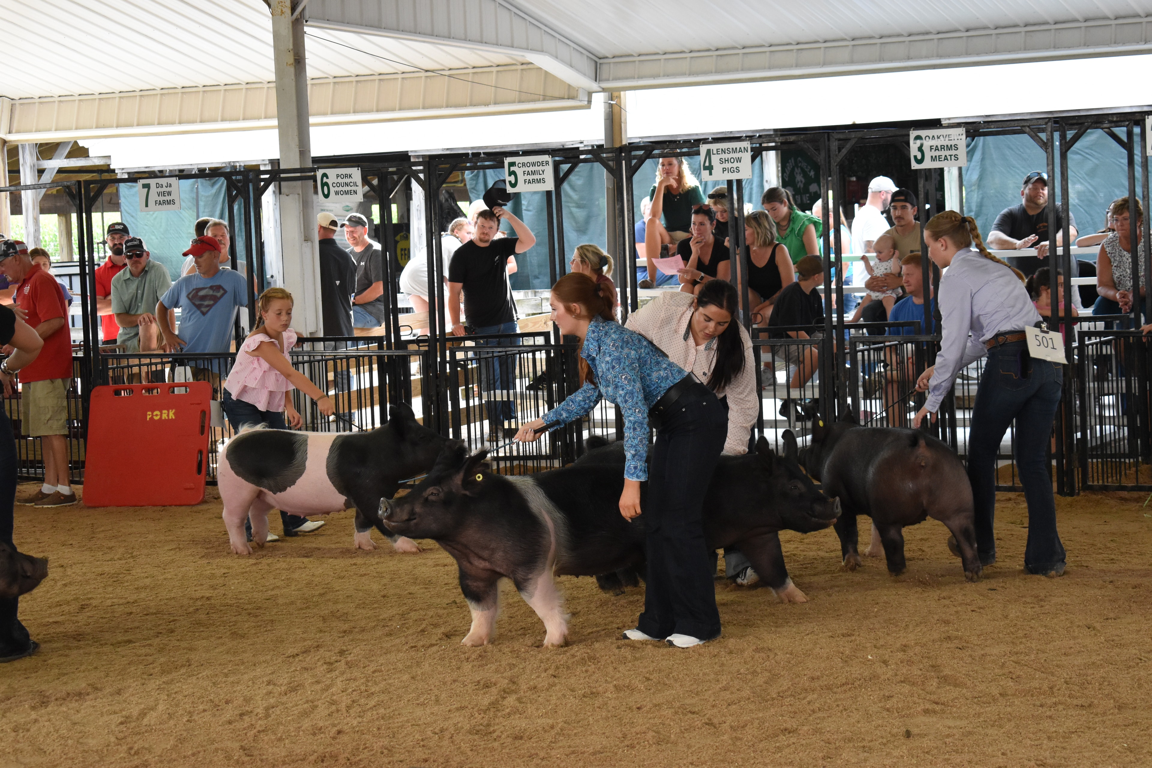 Handler guiding pig along the arena fence at Champaign County Fair