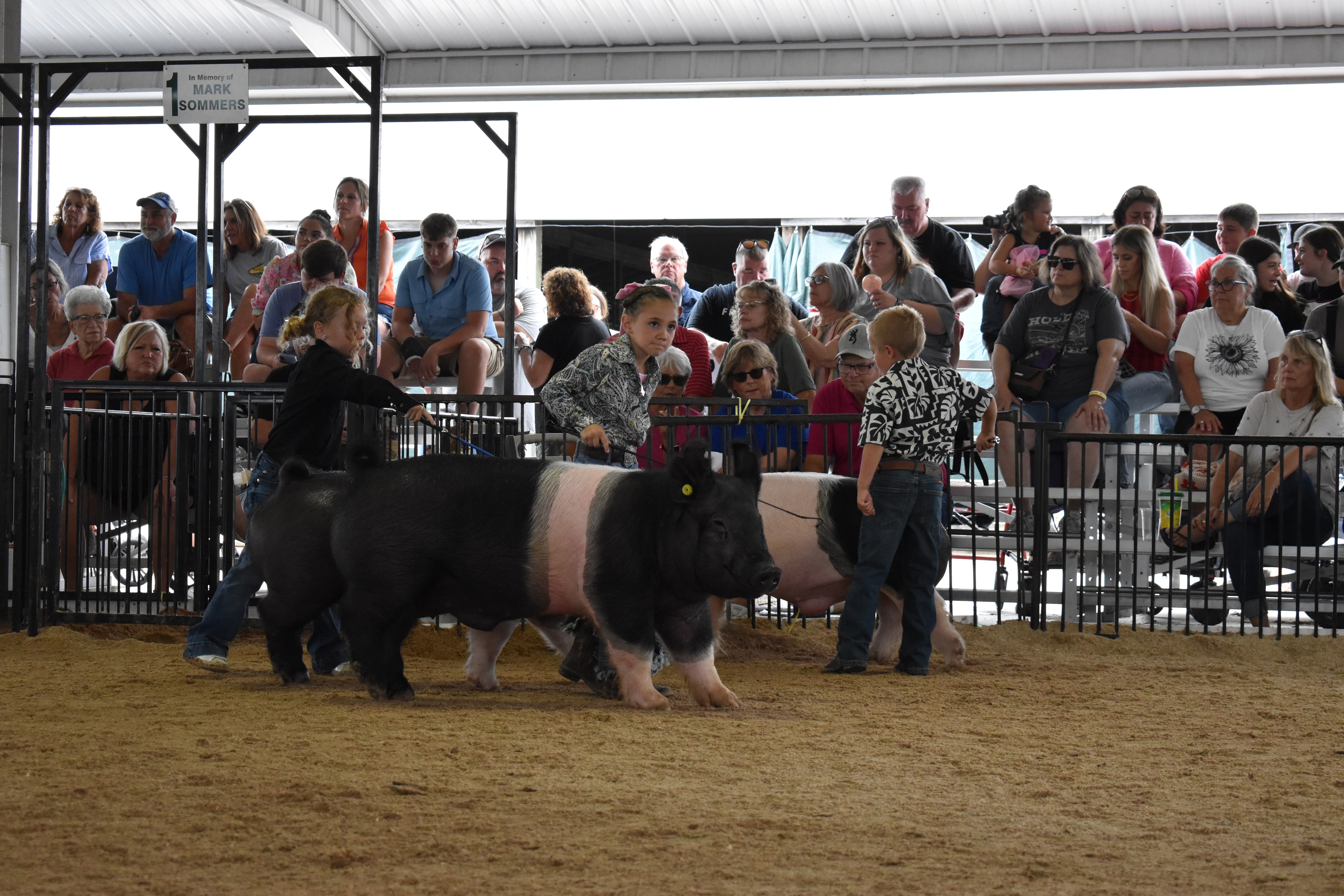 Child showing pig at county fair