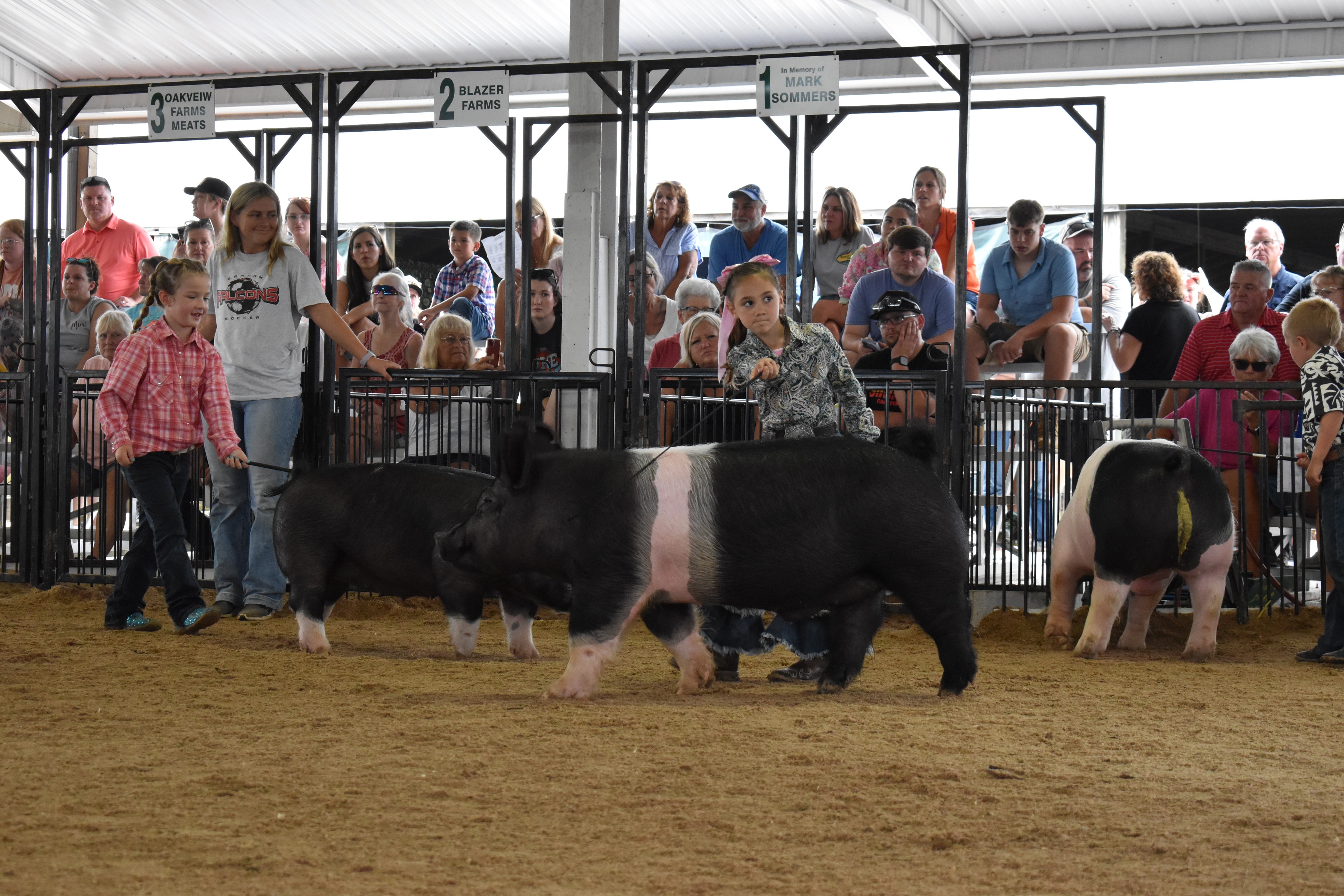 Child showing pig at county fair