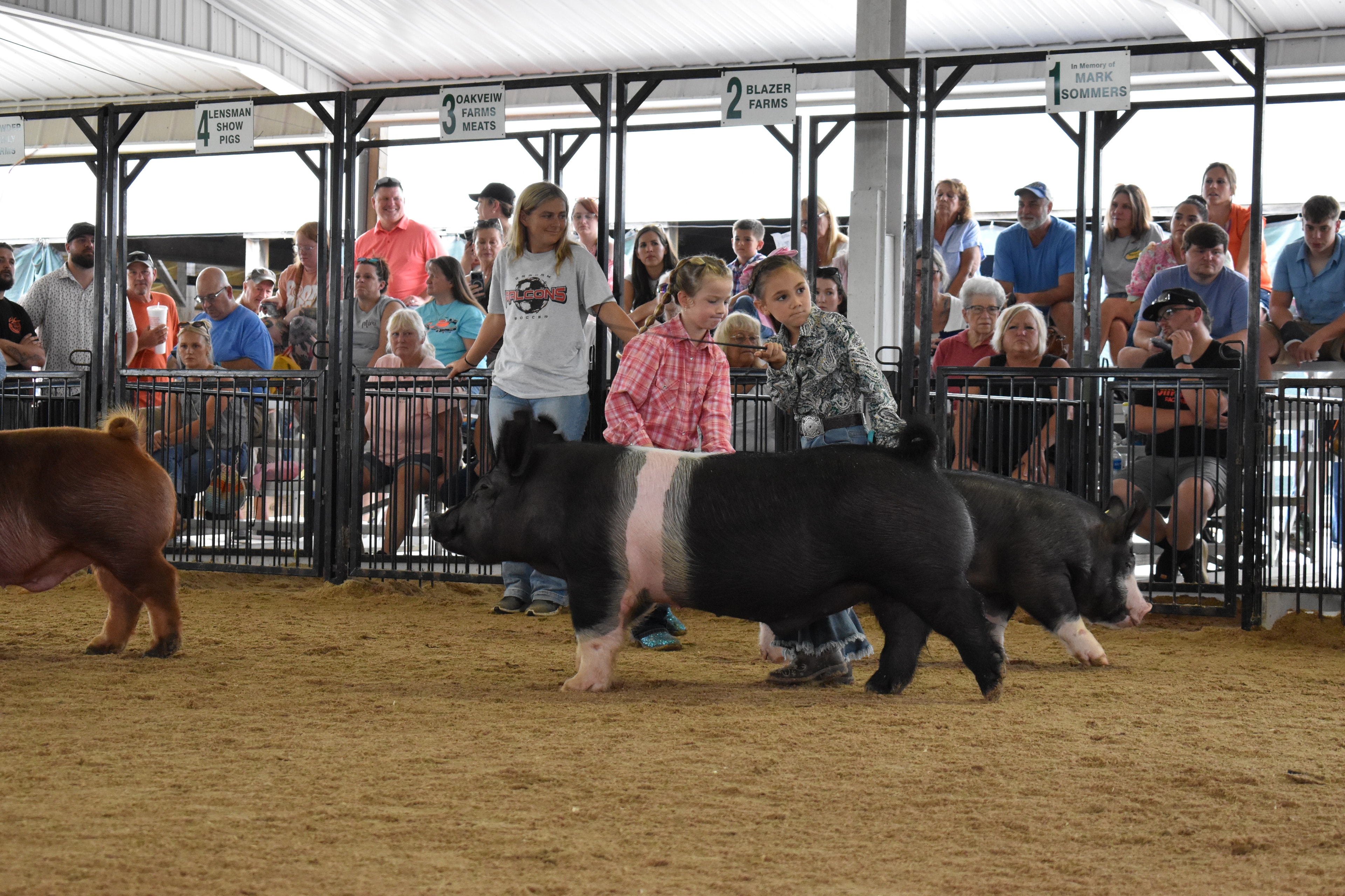 Child showing pig at county fair