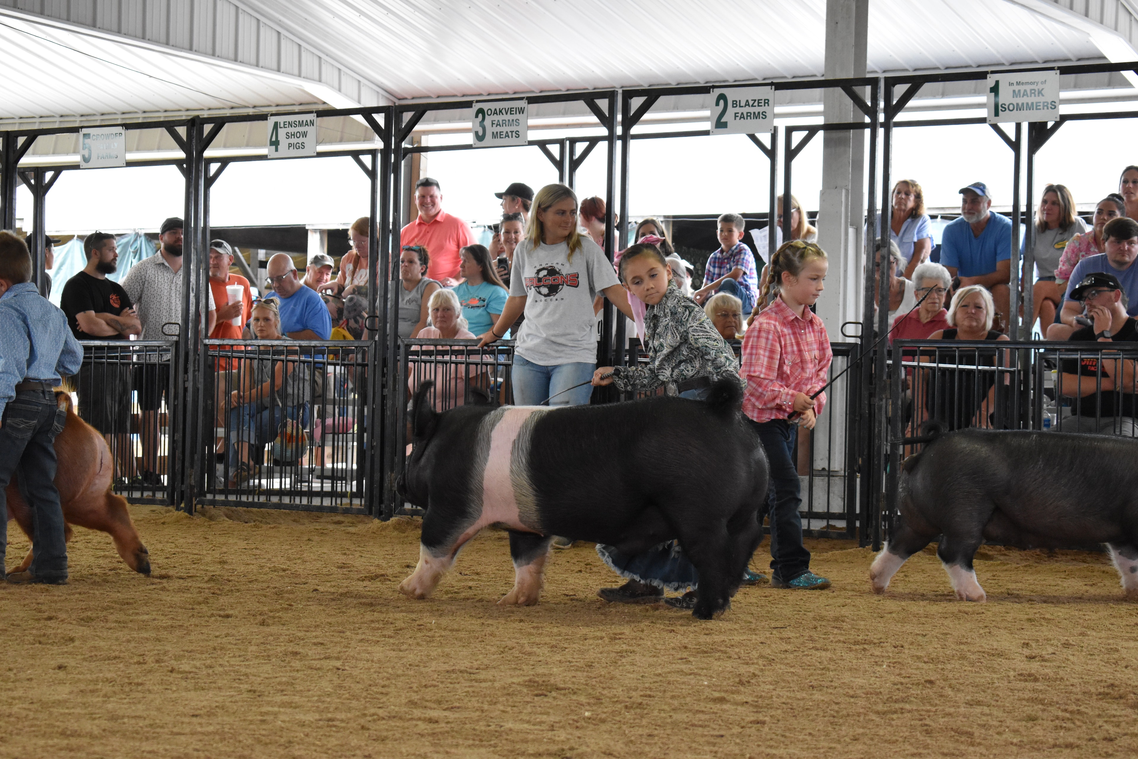 Child showing pig at county fair