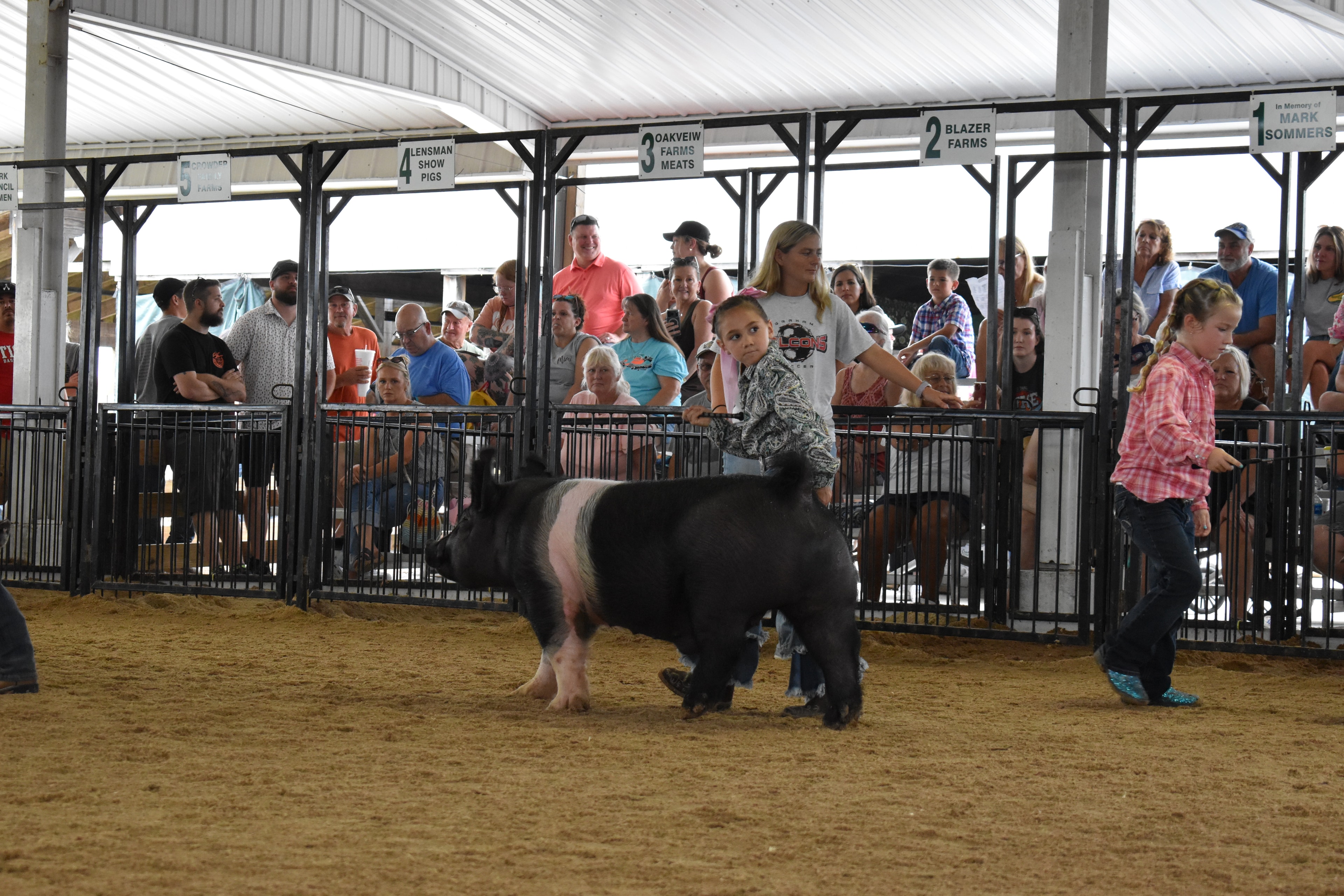 Child showing pig at county fair