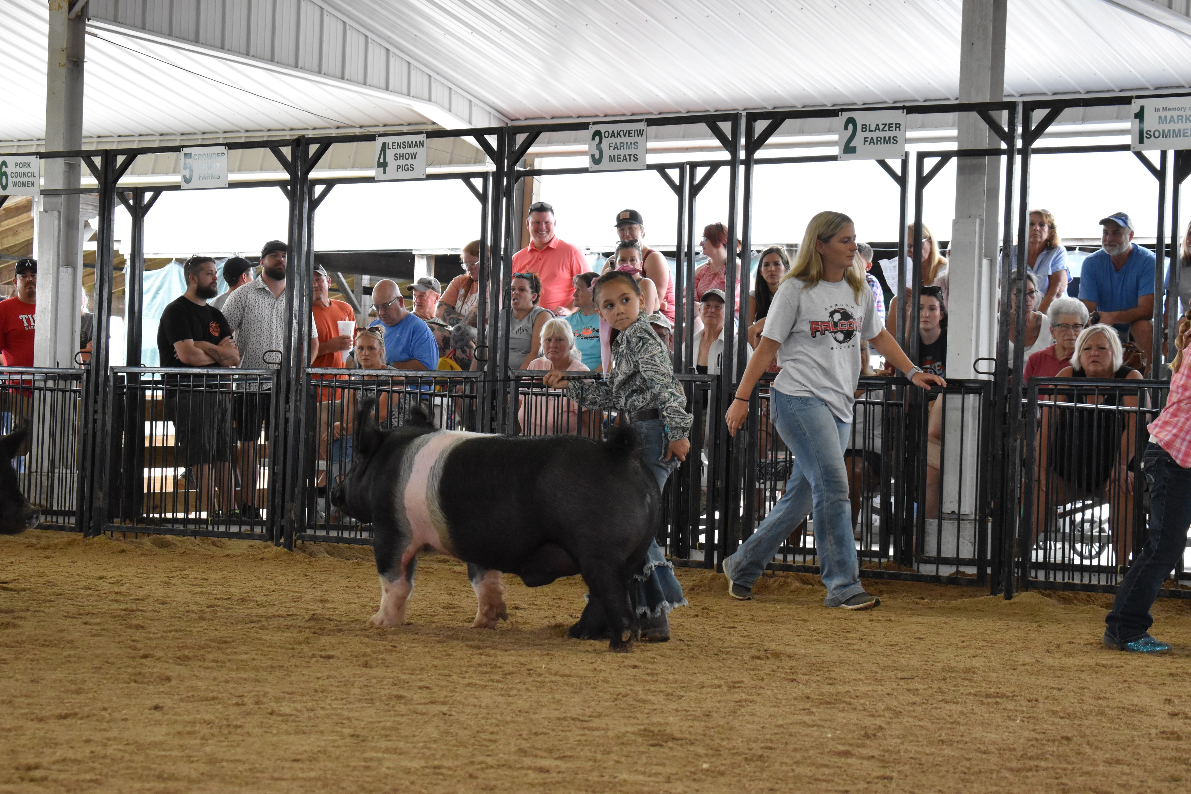 Child showing pig at county fair