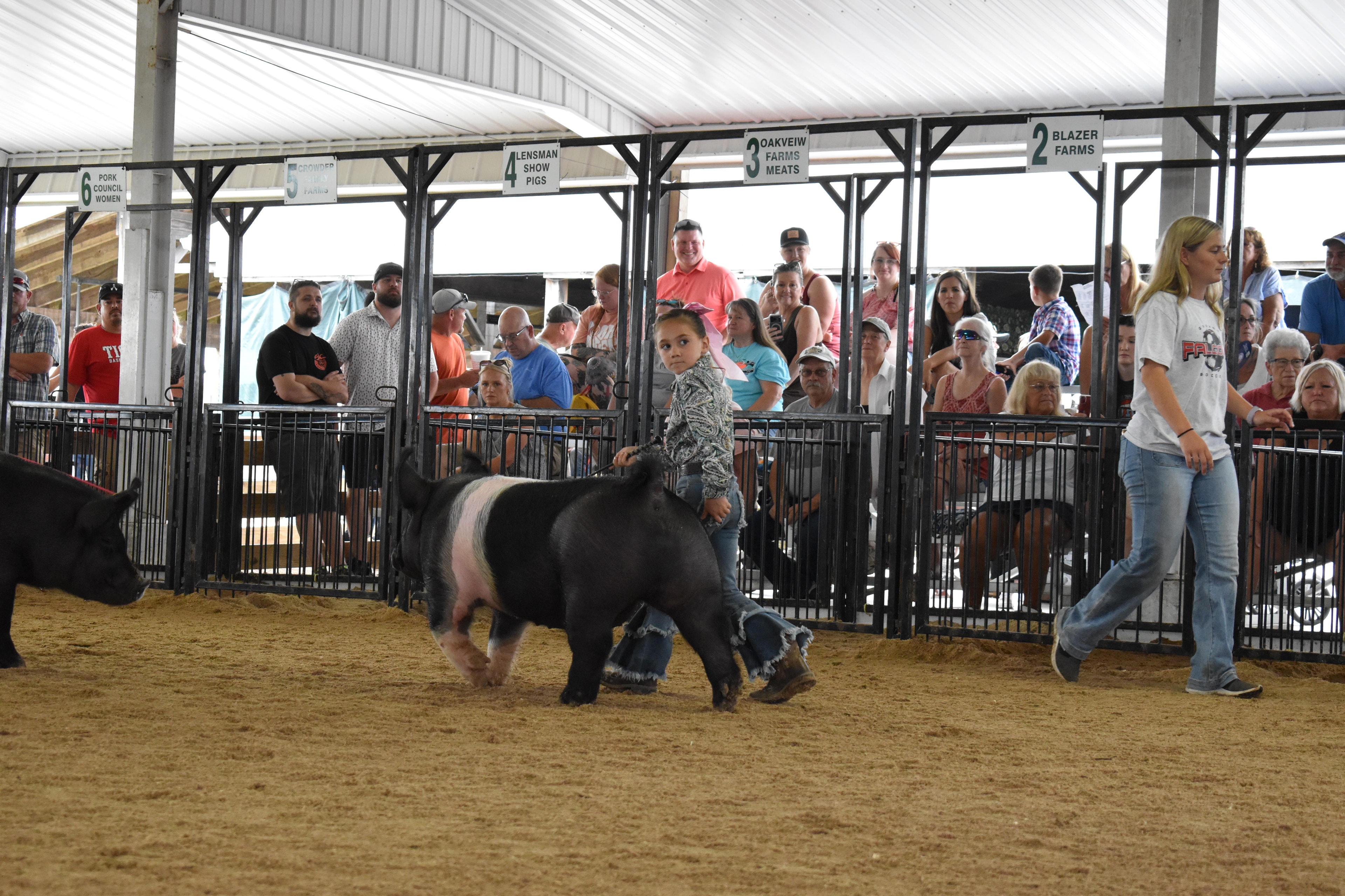 Child showing pig at county fair